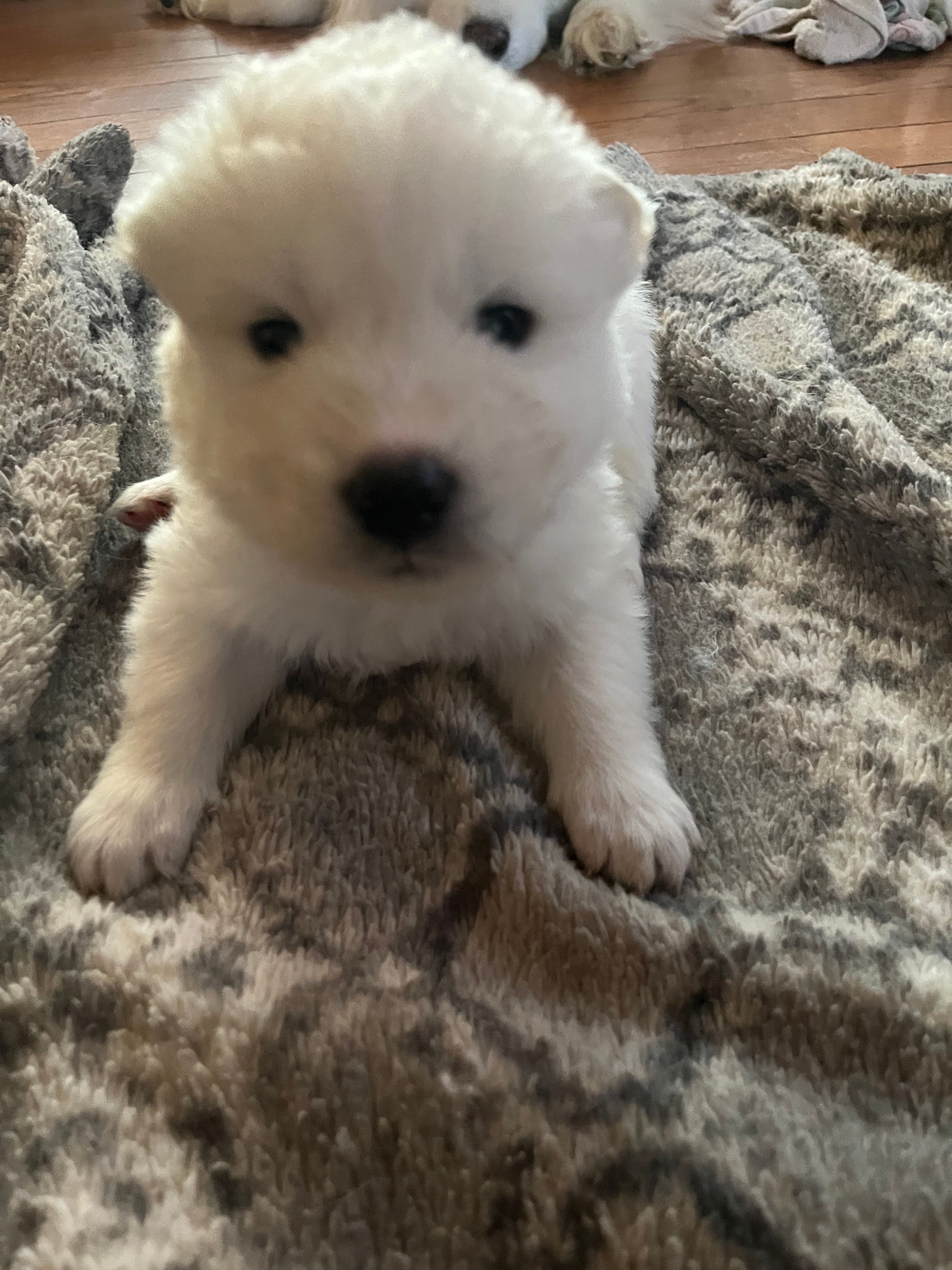 Swiss – Samoyed puppy for sale in Little Falls, MN