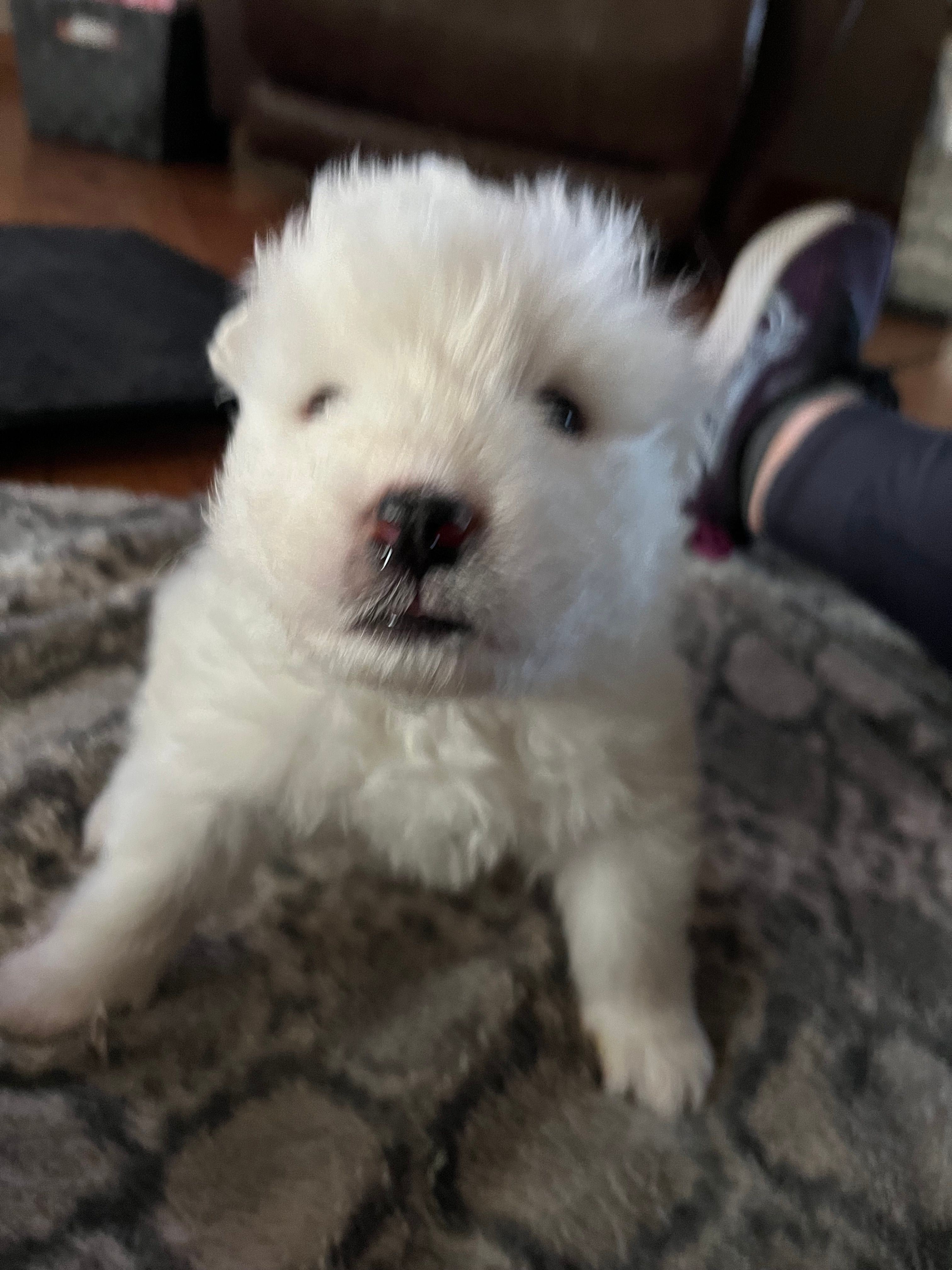 Queso – Samoyed puppy for sale in Little Falls, MN
