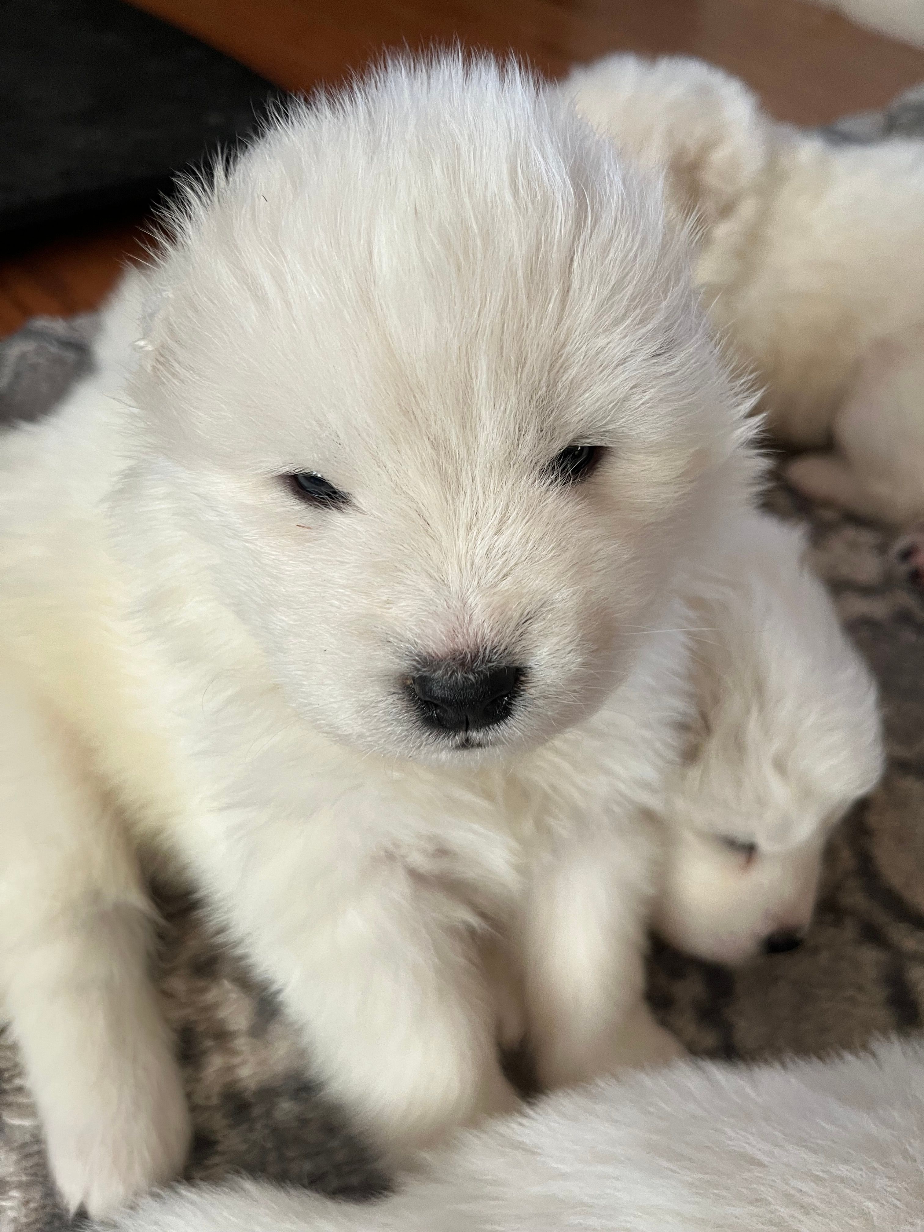 Mozzi – Samoyed puppy for sale in Little Falls, MN