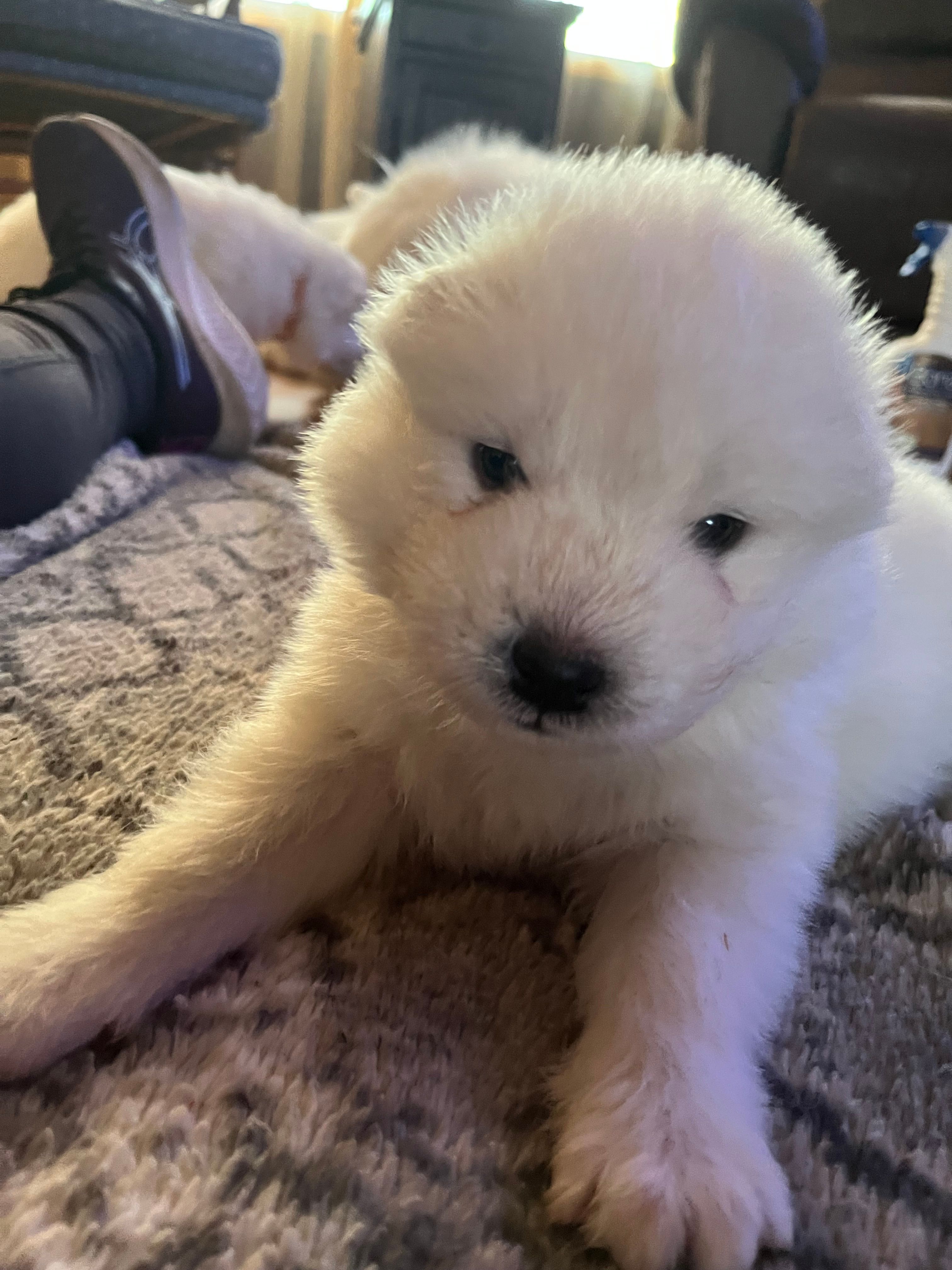 Parm – Samoyed puppy for sale in Little Falls, MN