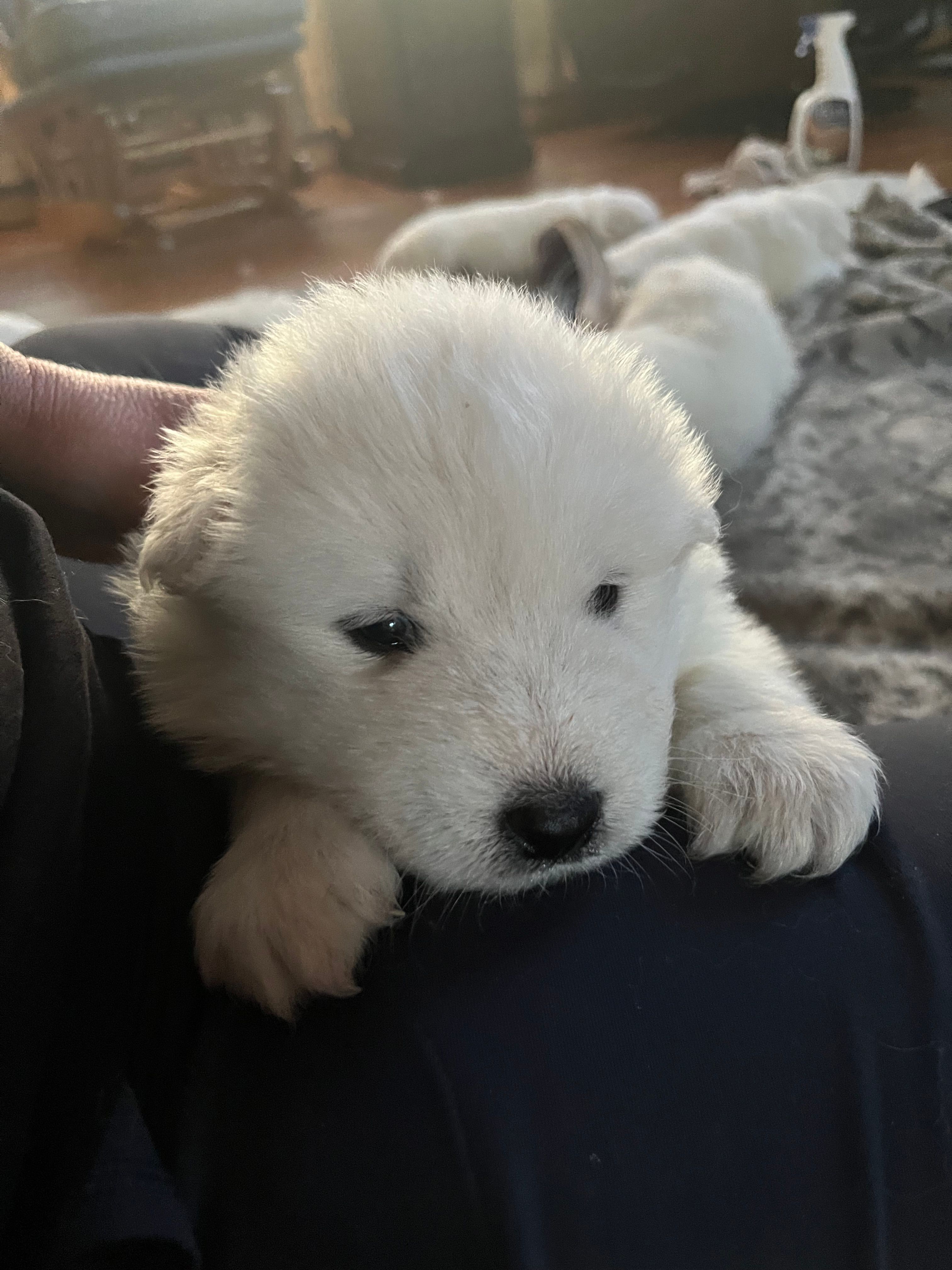 Cheddar – Samoyed puppy for sale in Little Falls, MN