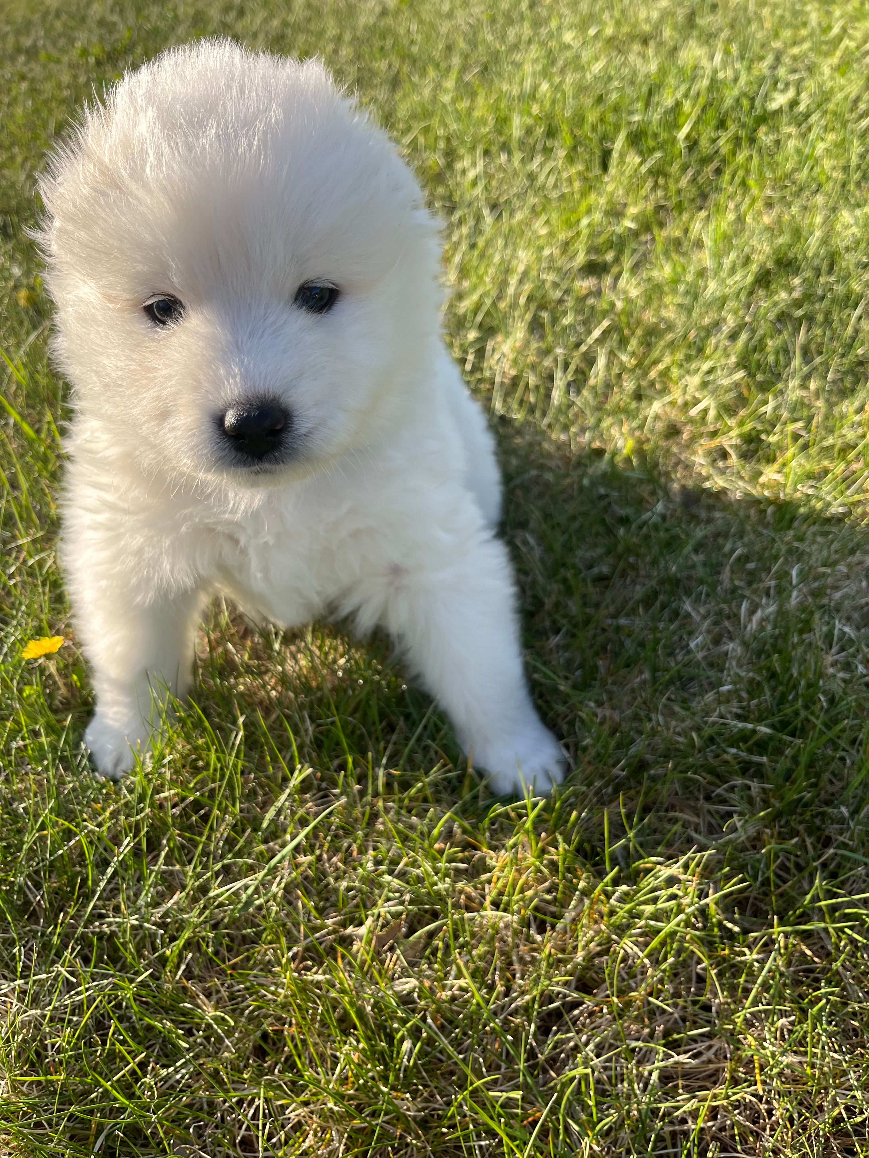 Swiss – Samoyed puppy for sale in Little Falls, MN