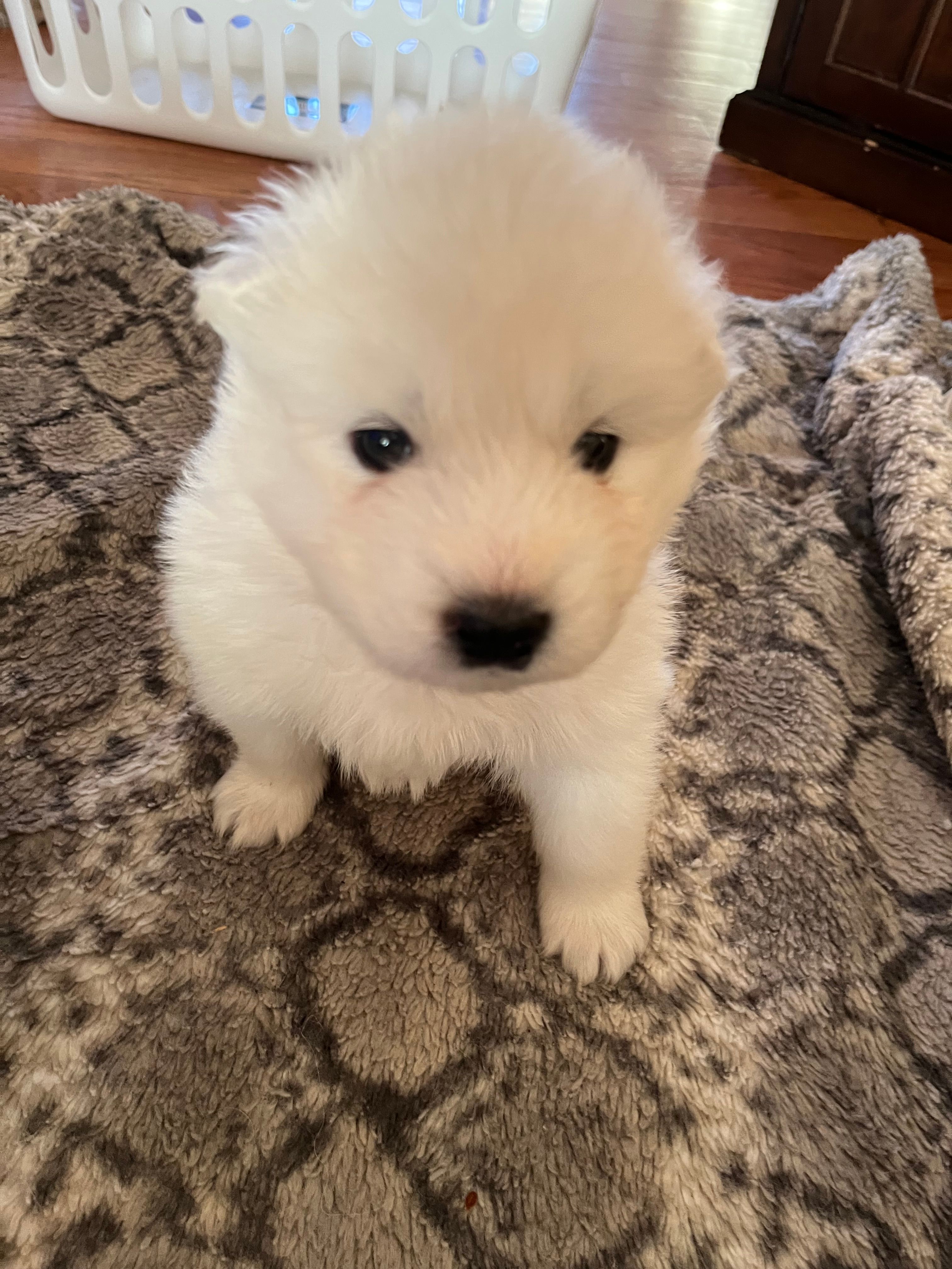 Brie – Samoyed puppy for sale in Little Falls, MN
