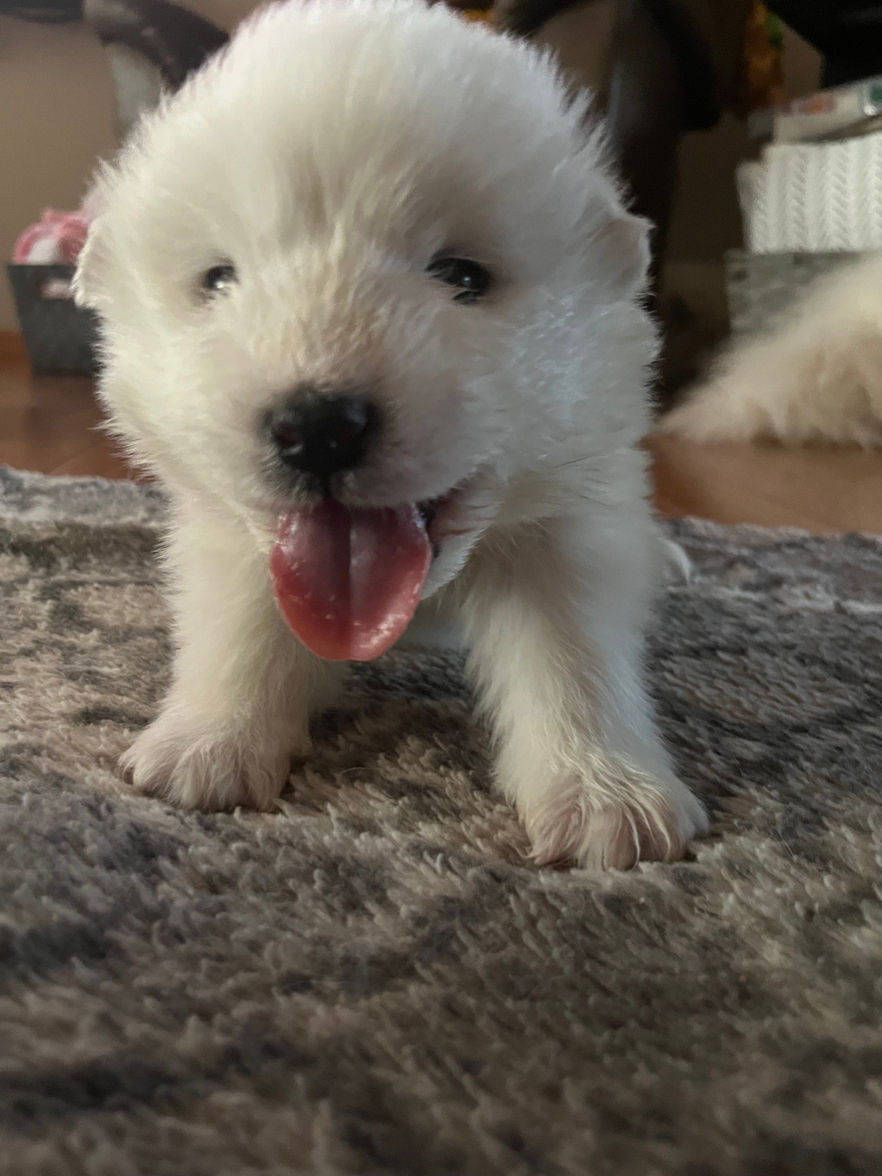 Gouda – Samoyed puppy for sale in Little Falls, MN