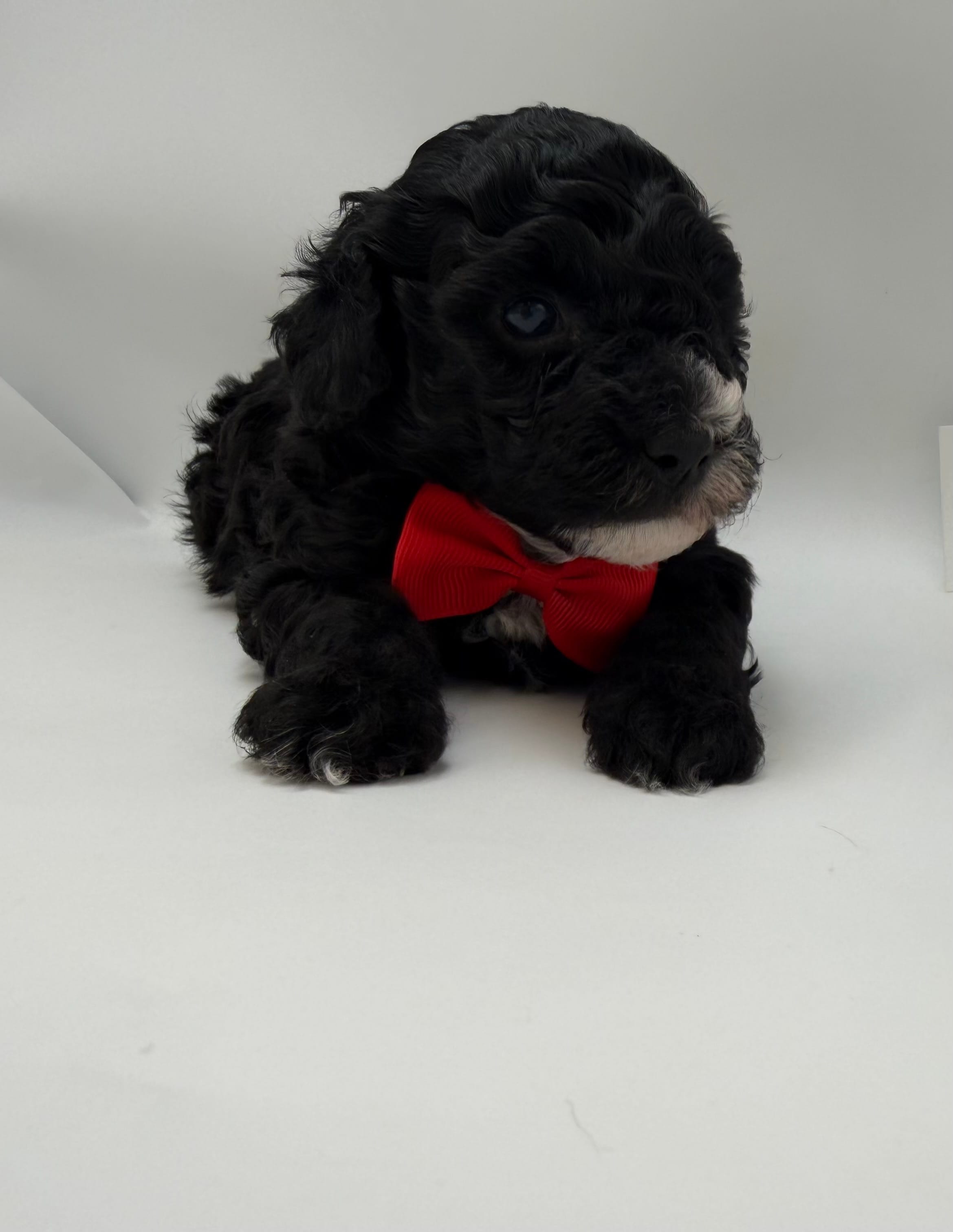 Bourbon – Poodle - Toy  puppy for sale in Leesburg, GA