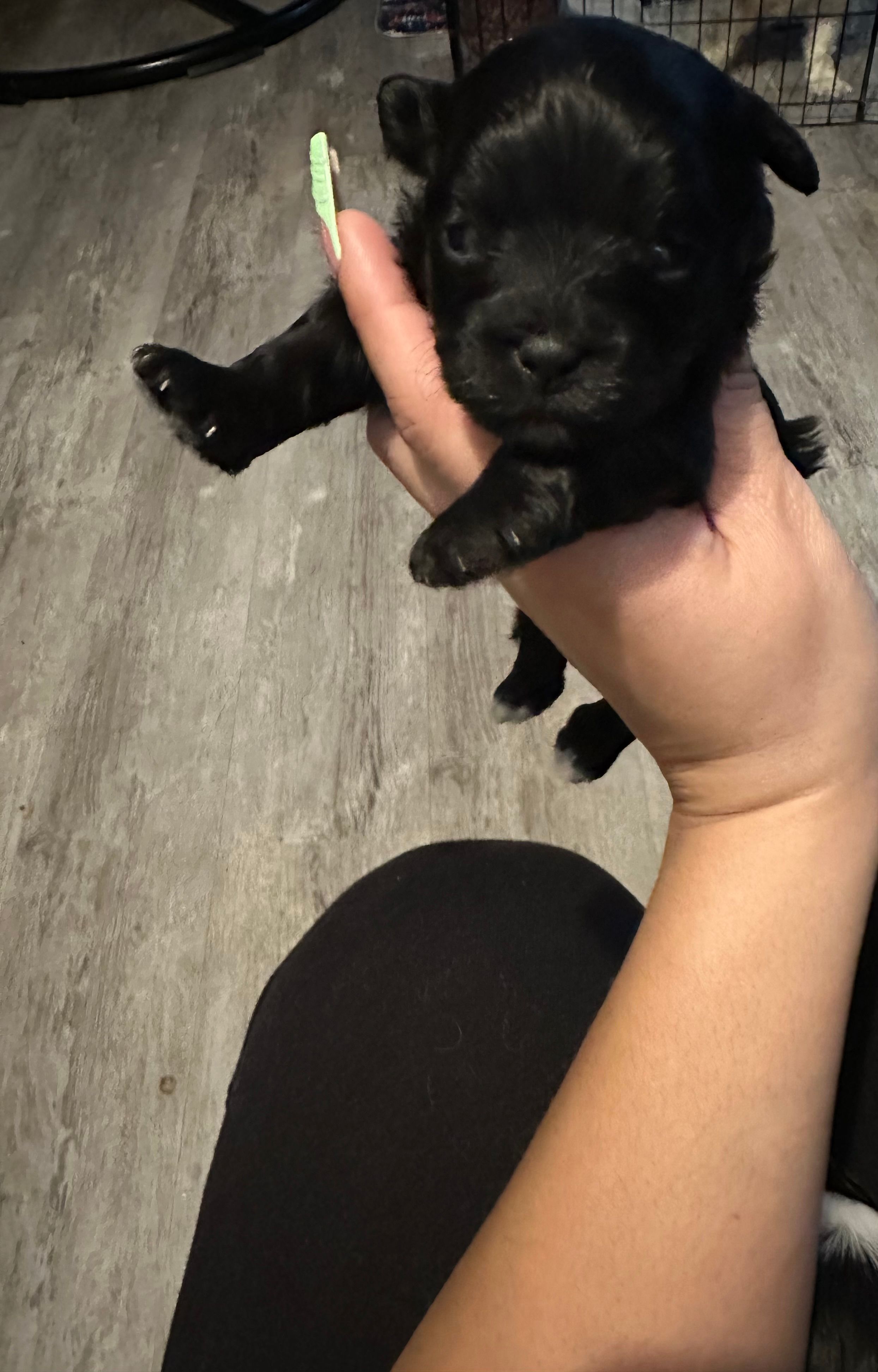 Yorkipoo black  – Yorkipoo puppy for sale in Hamden, CT