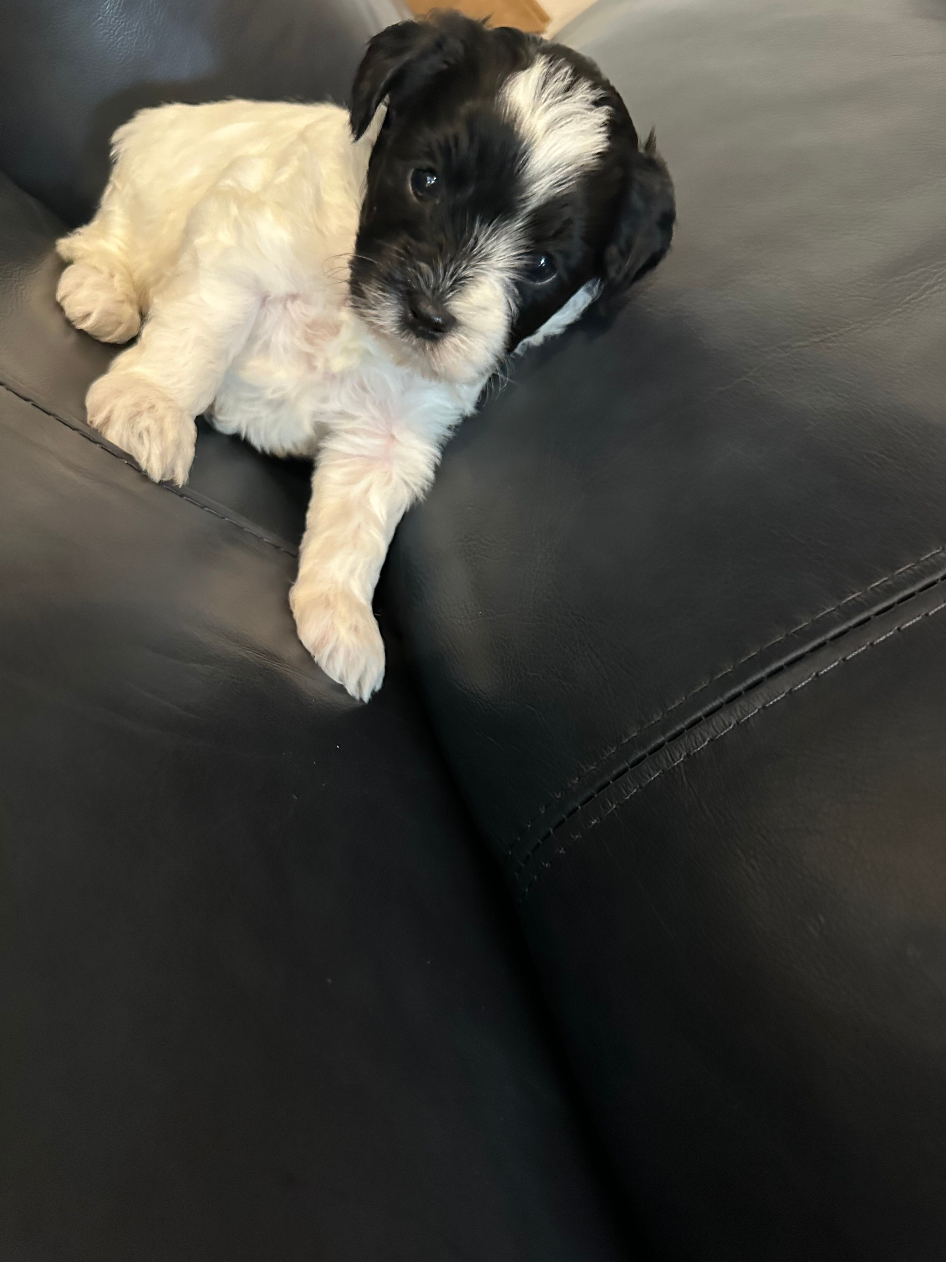 Black and white girl – Yorkipoo puppy for sale in Hamden, CT