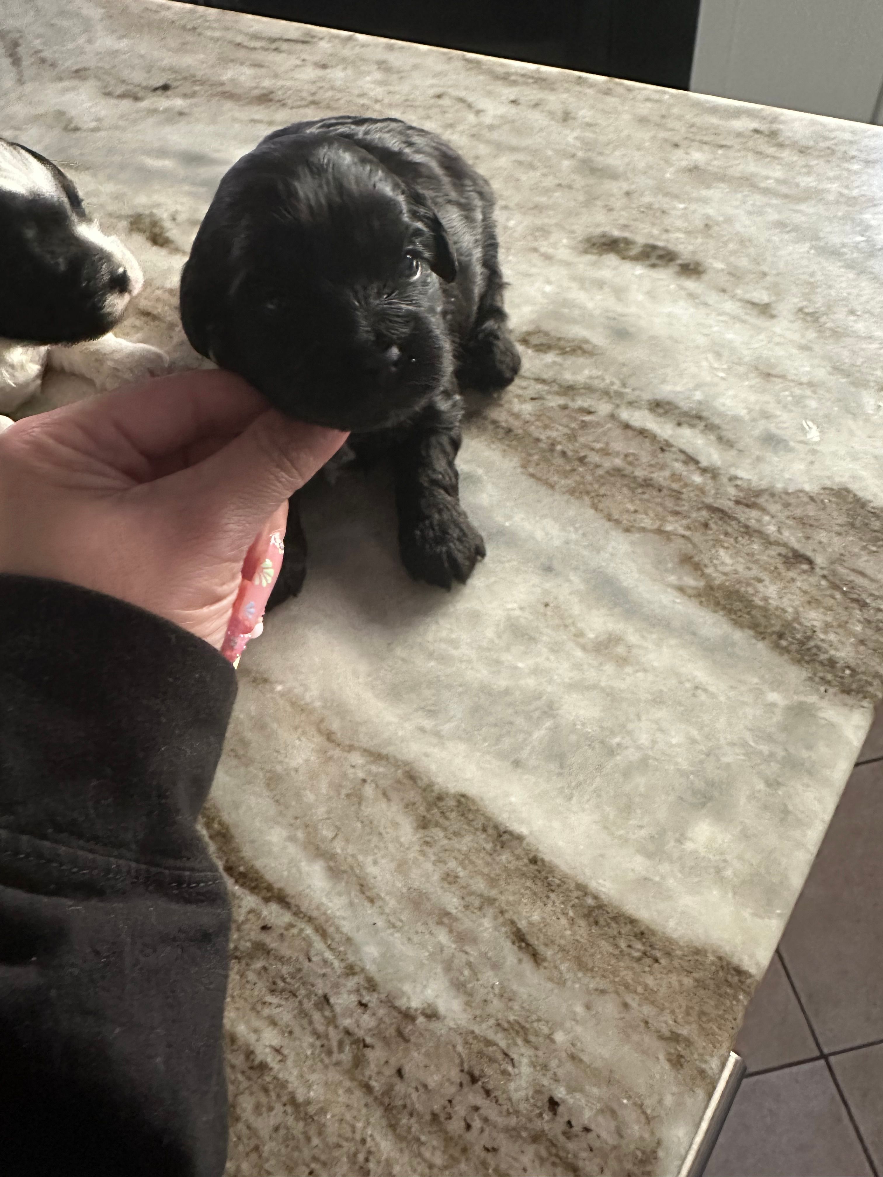 Yorkipoo Blk girl  – Yorkipoo puppy for sale in Hamden, CT