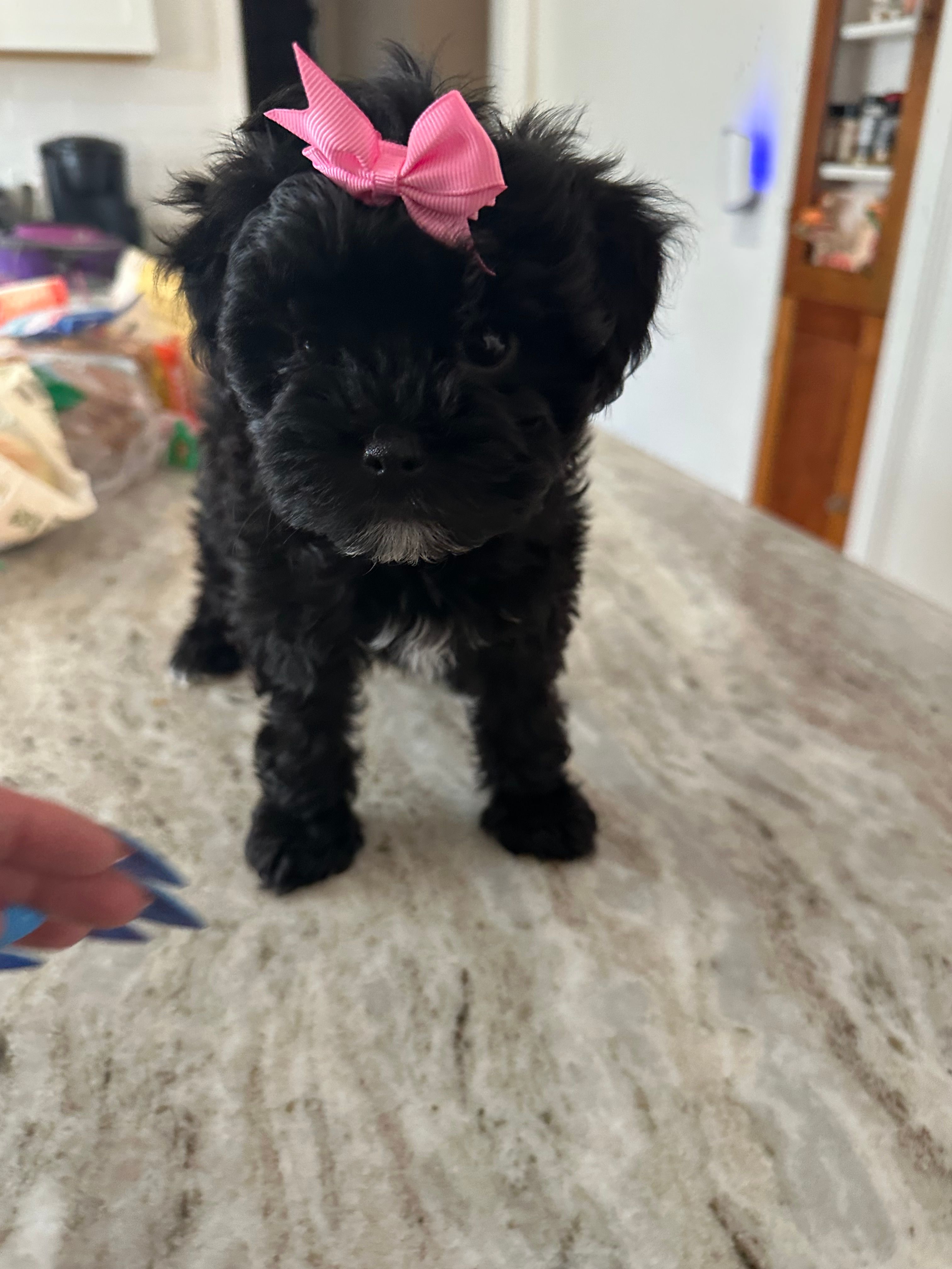 Yorkipoo girl  – Yorkipoo puppy for sale in Hamden, CT