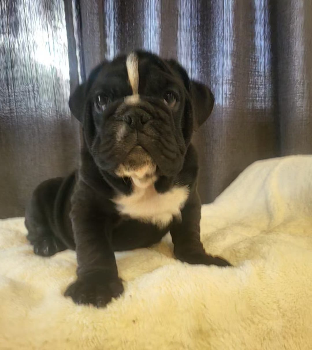 Zeus – English Bulldog puppy for sale in Hollywood, FL