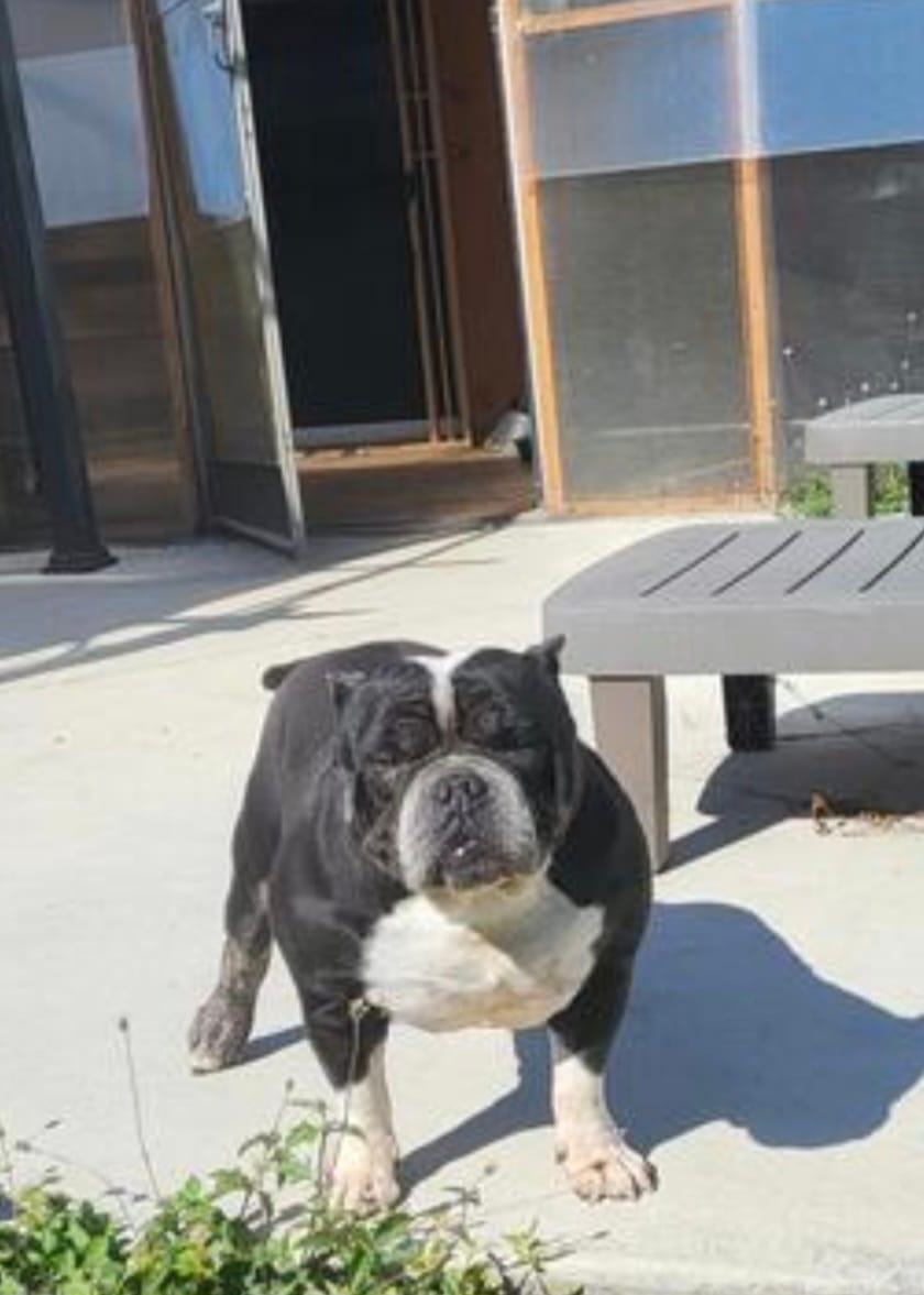 Cookie – American Bully puppy for sale in Hollywood, FL