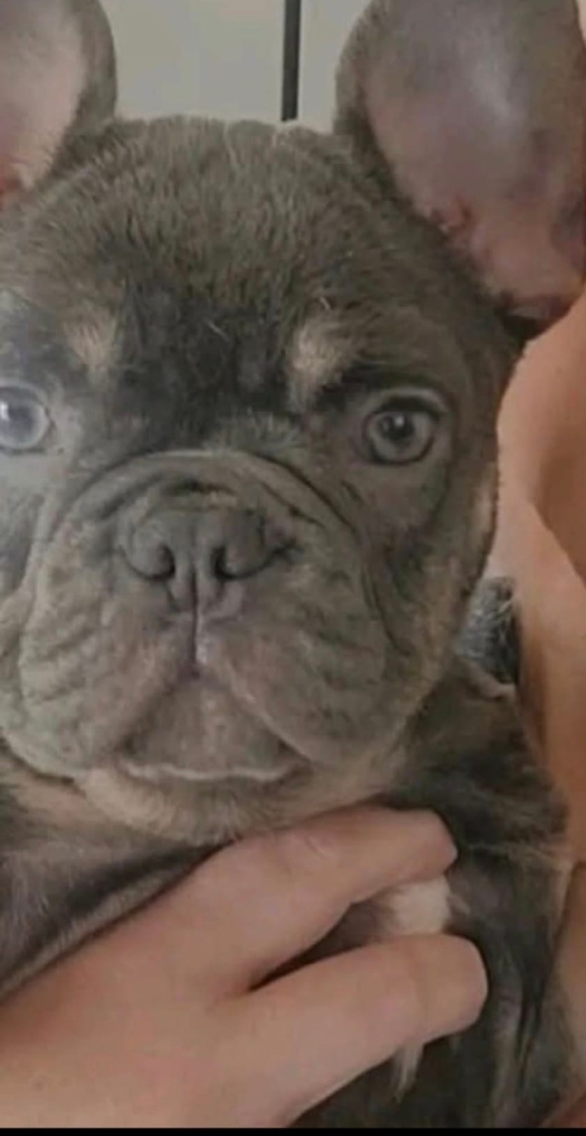 Bambi  – French Bulldog puppy for sale in Fort Myers Beach, FL