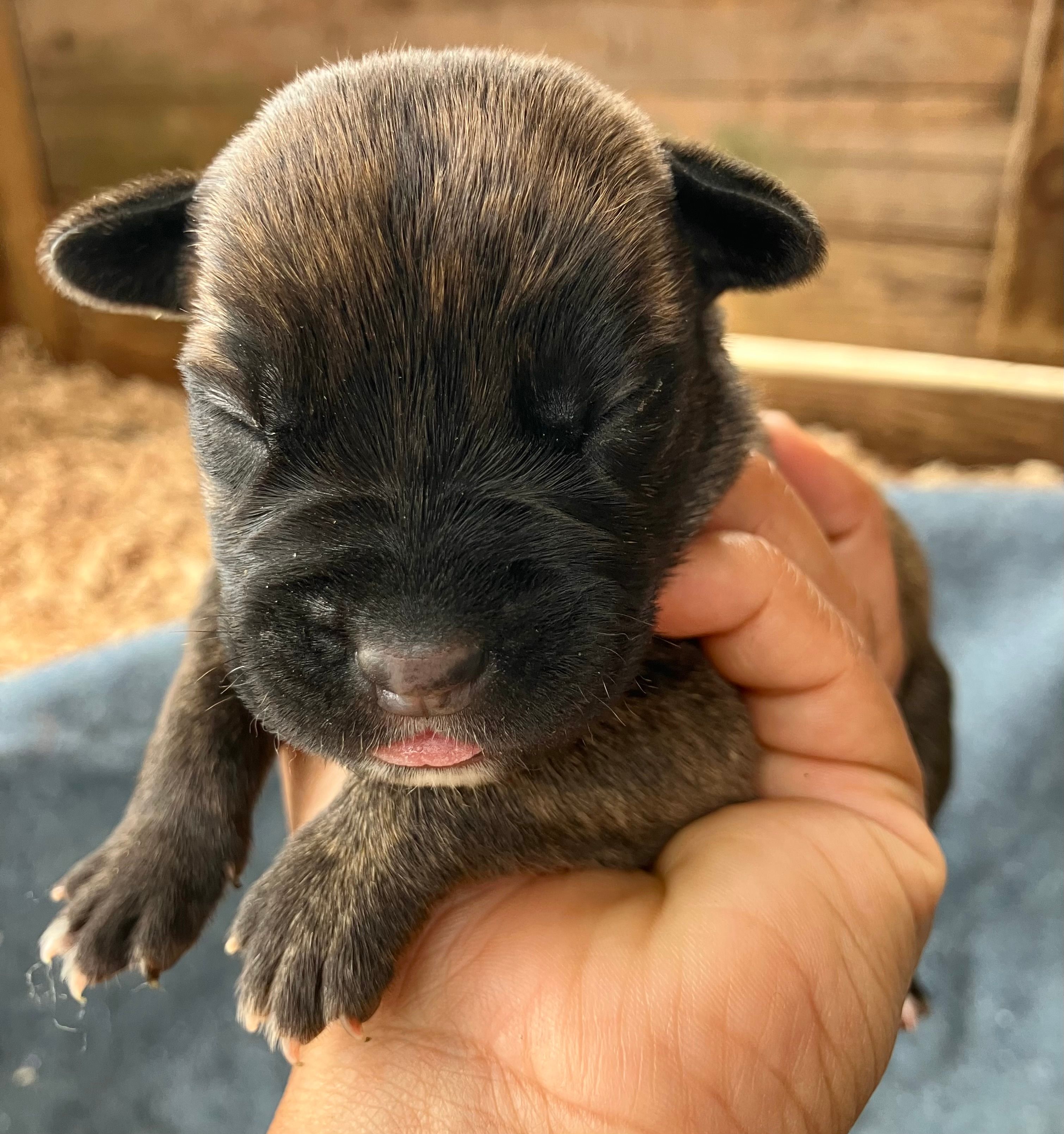 Puppy 1 – Cane Corso puppy for sale in Walterboro, SC