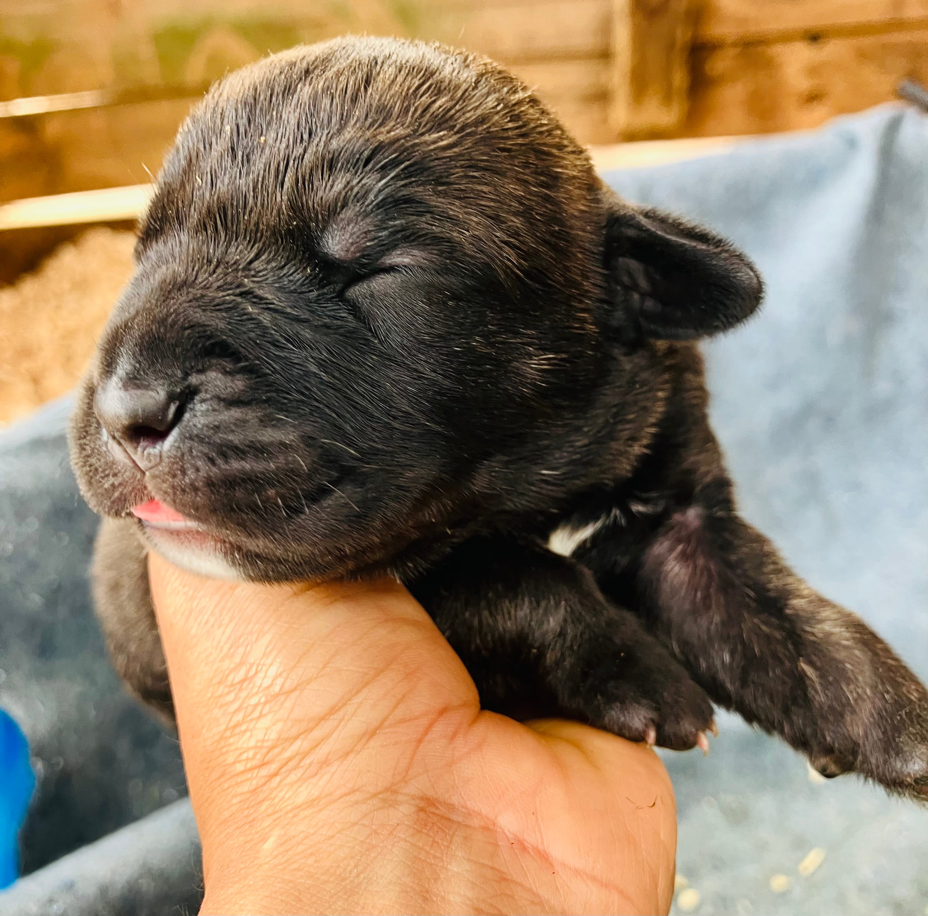 Puppy 5 – Cane Corso puppy for sale in Walterboro, SC