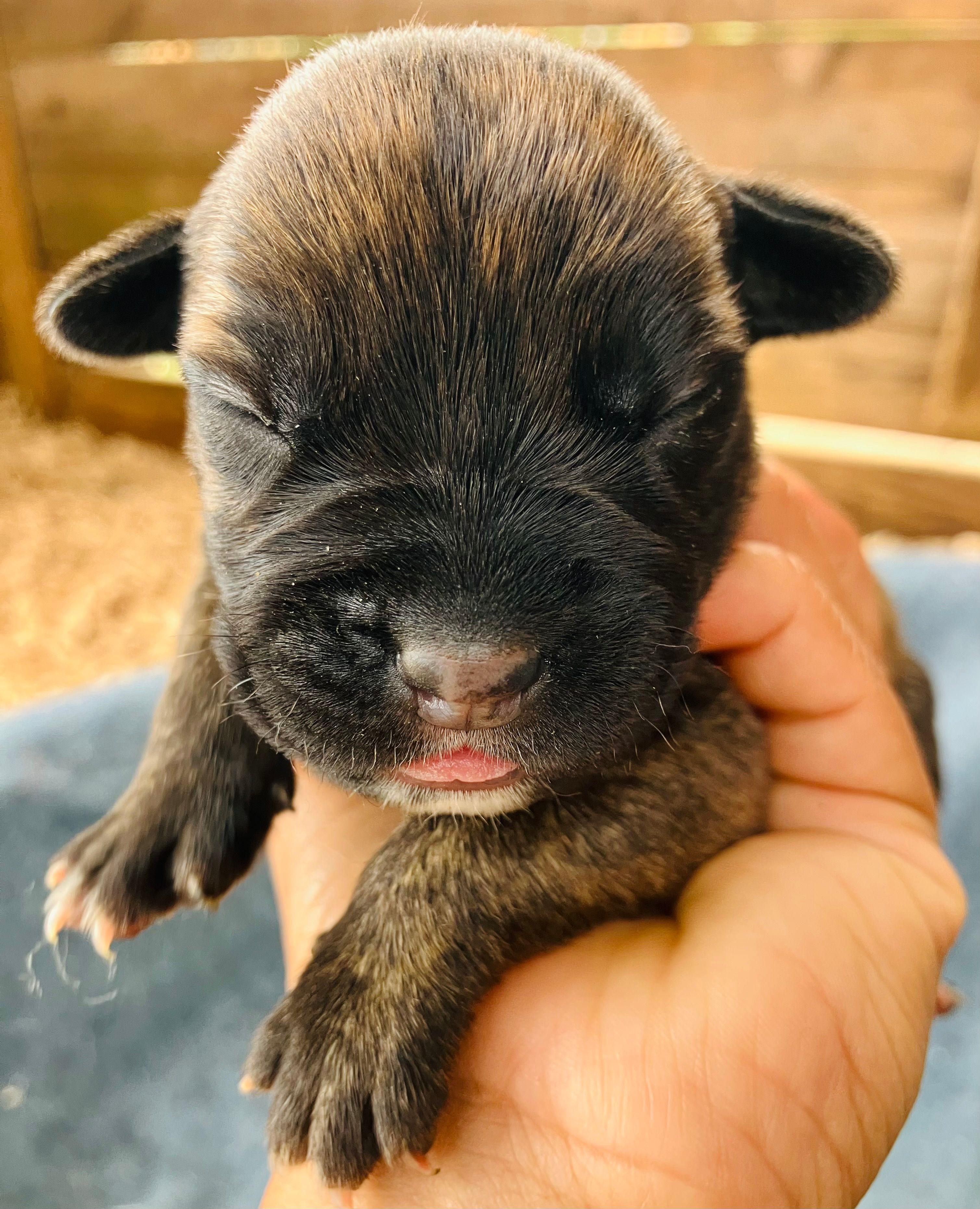Puppy 4 – Cane Corso puppy for sale in Walterboro, SC