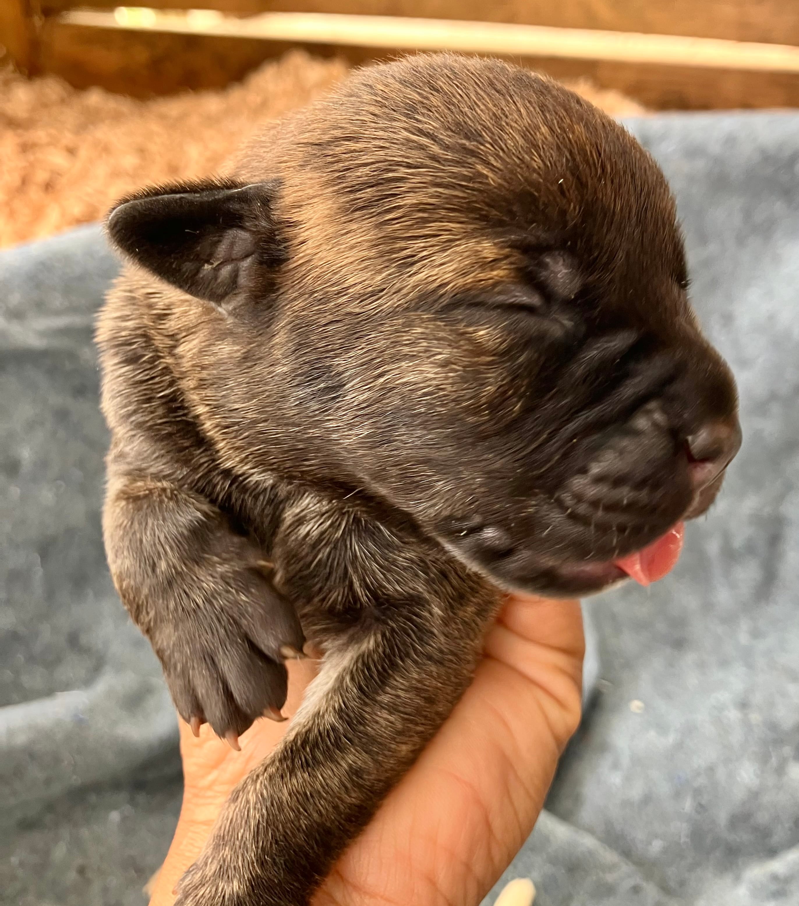 Puppy 2 – Cane Corso puppy for sale in Walterboro, SC