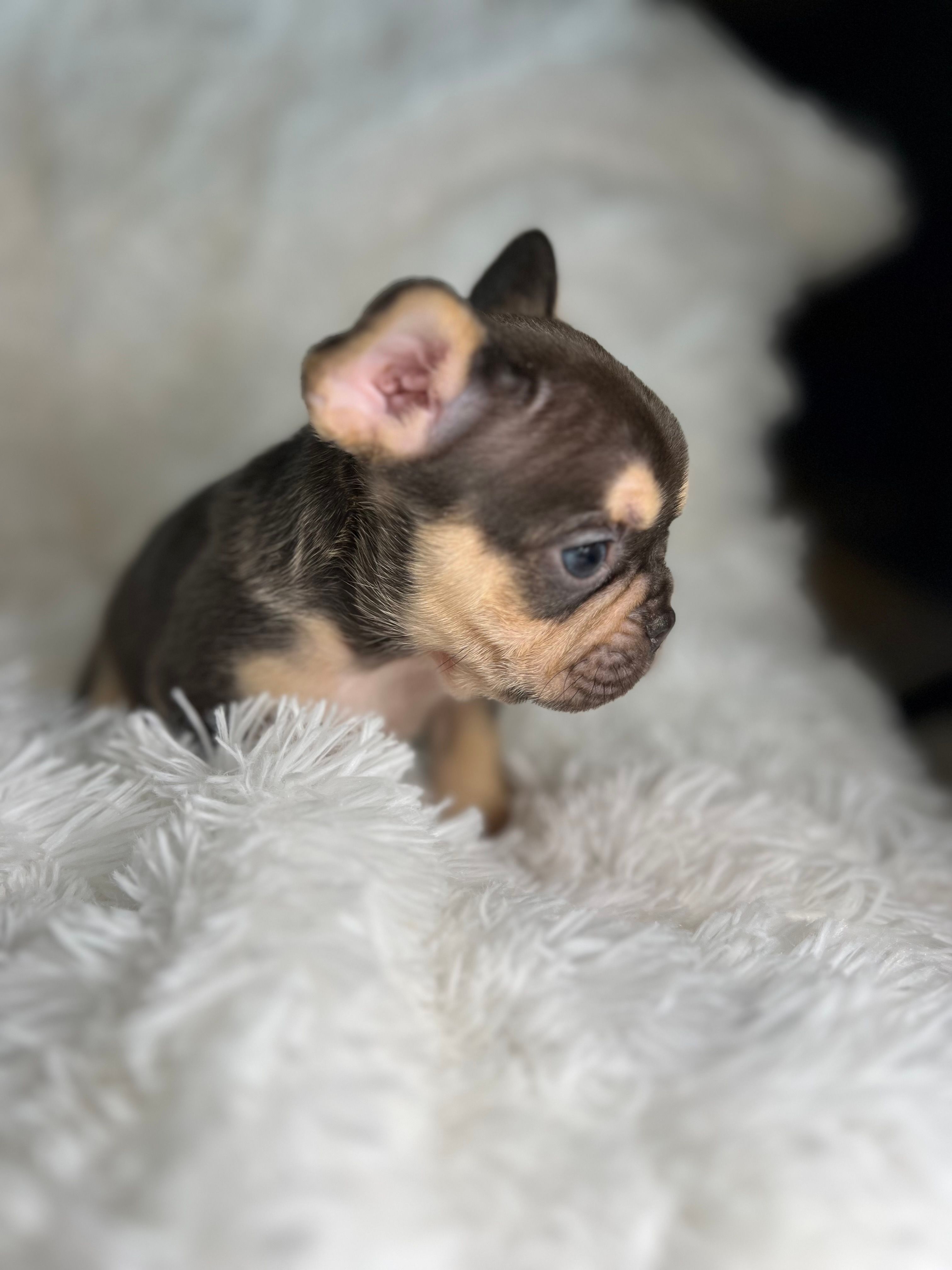 Male Frenchie Puppy Near Milwaukee – French Bulldog puppy for sale in Chicago, IL
