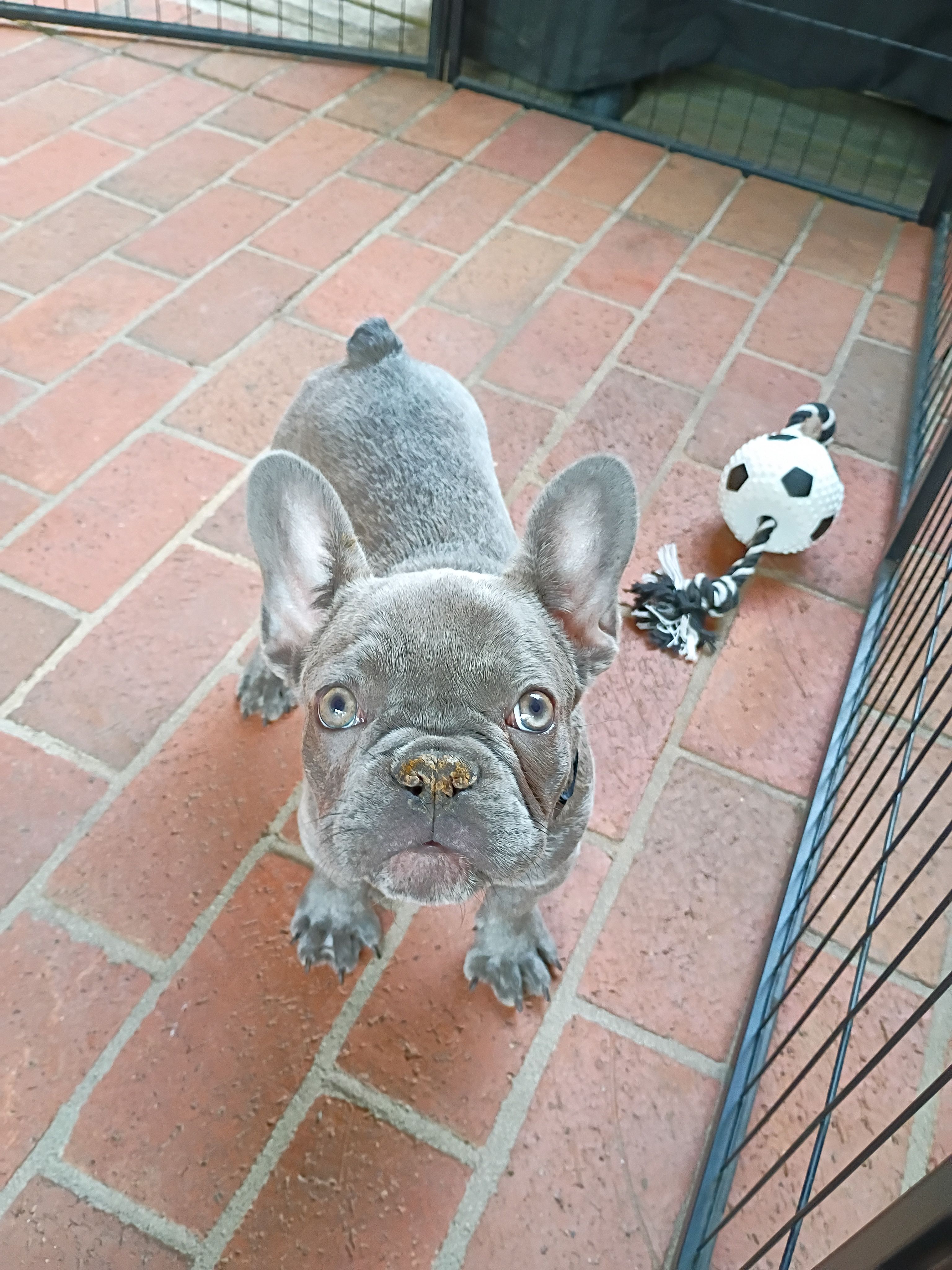 Winston – French Bulldog puppy for sale in Spartanburg, SC