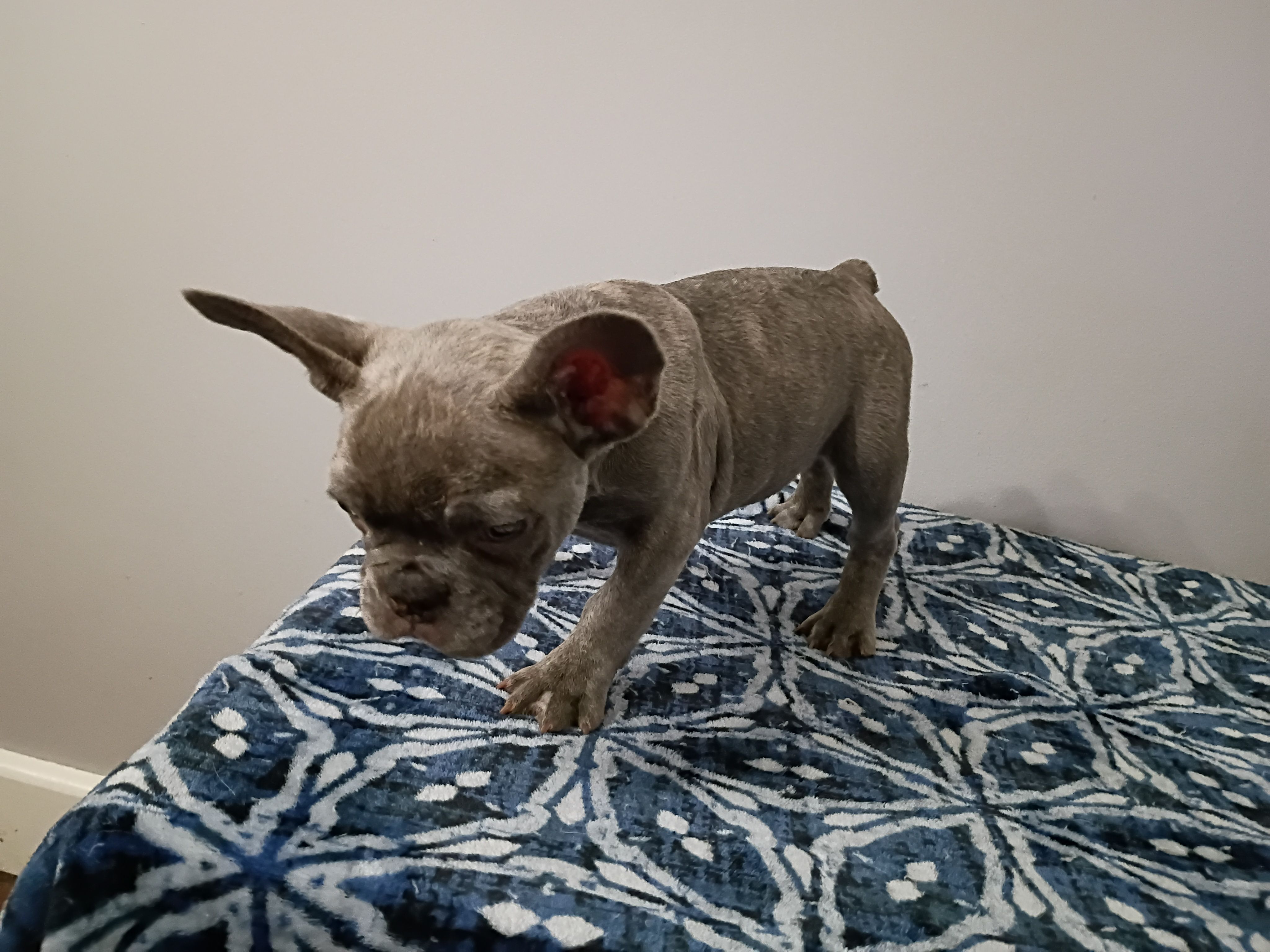 Tommie – French Bulldog puppy for sale in Spartanburg, SC