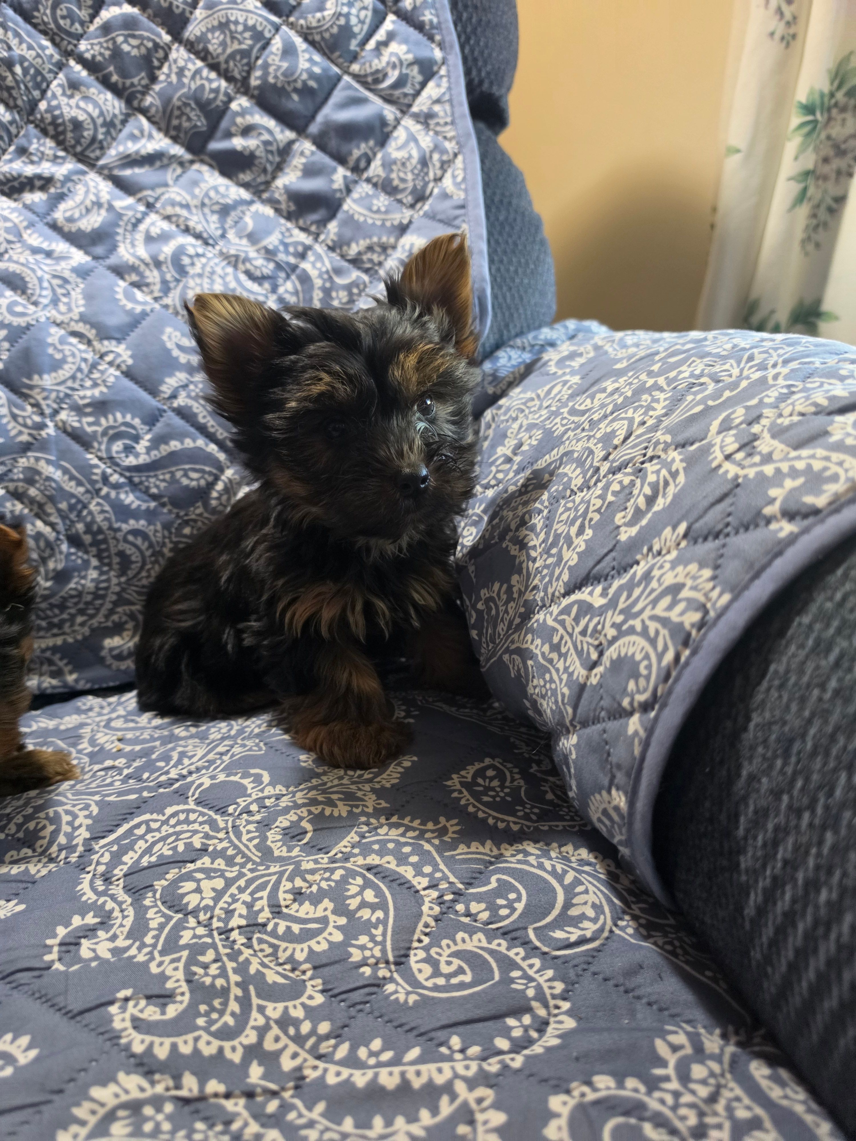 Blacky – Yorkshire Terrier puppy for sale in Timberville, VA