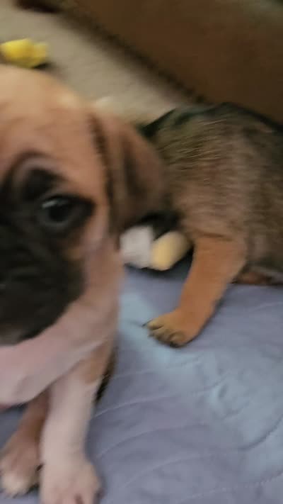 Galaxy Destroyer, a male Chihuahua and Pug for sale in Marceline, MO – 2 of 4