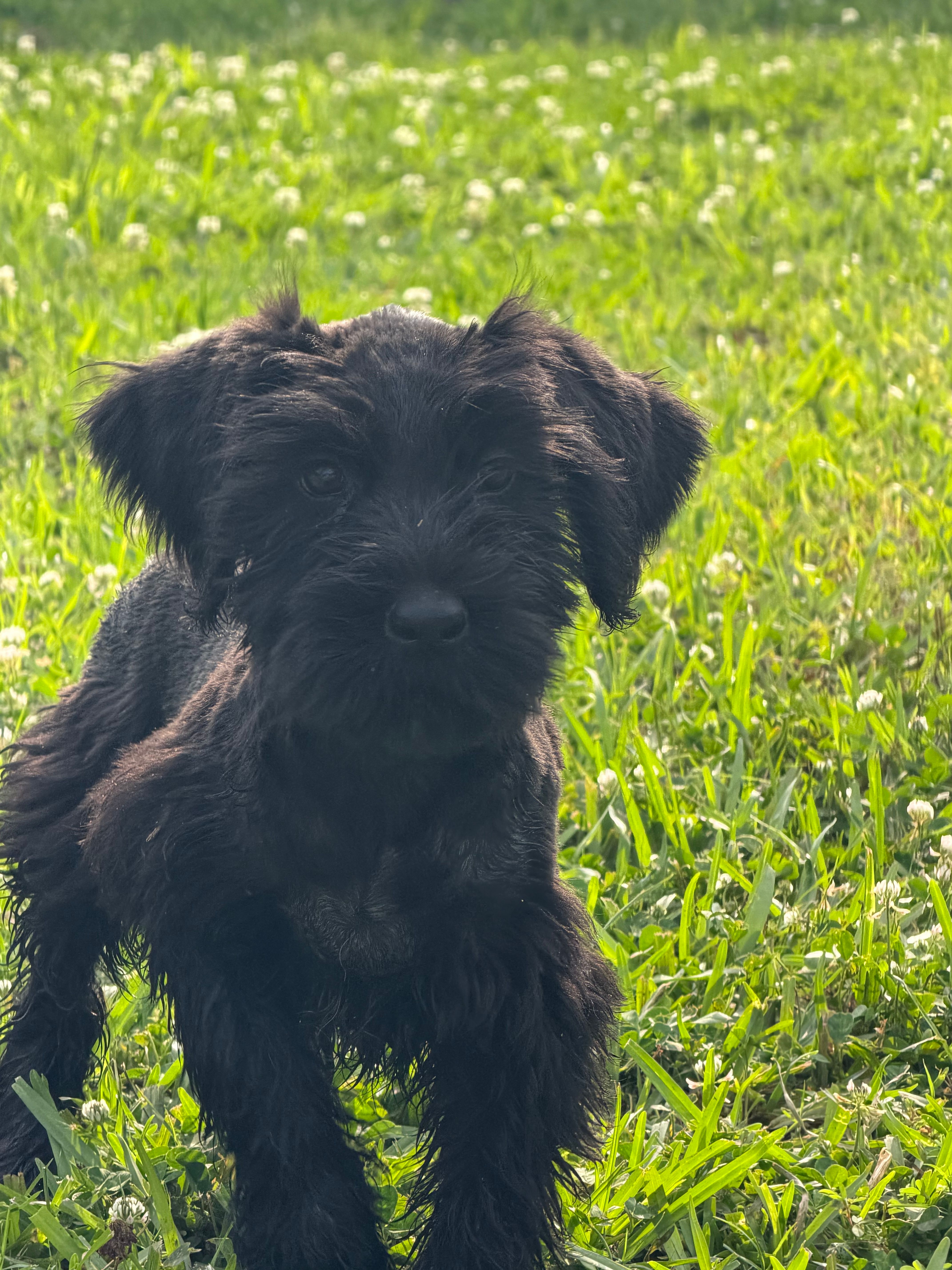 The Boy – Giant Schnauzer puppy for sale in Houston, TX