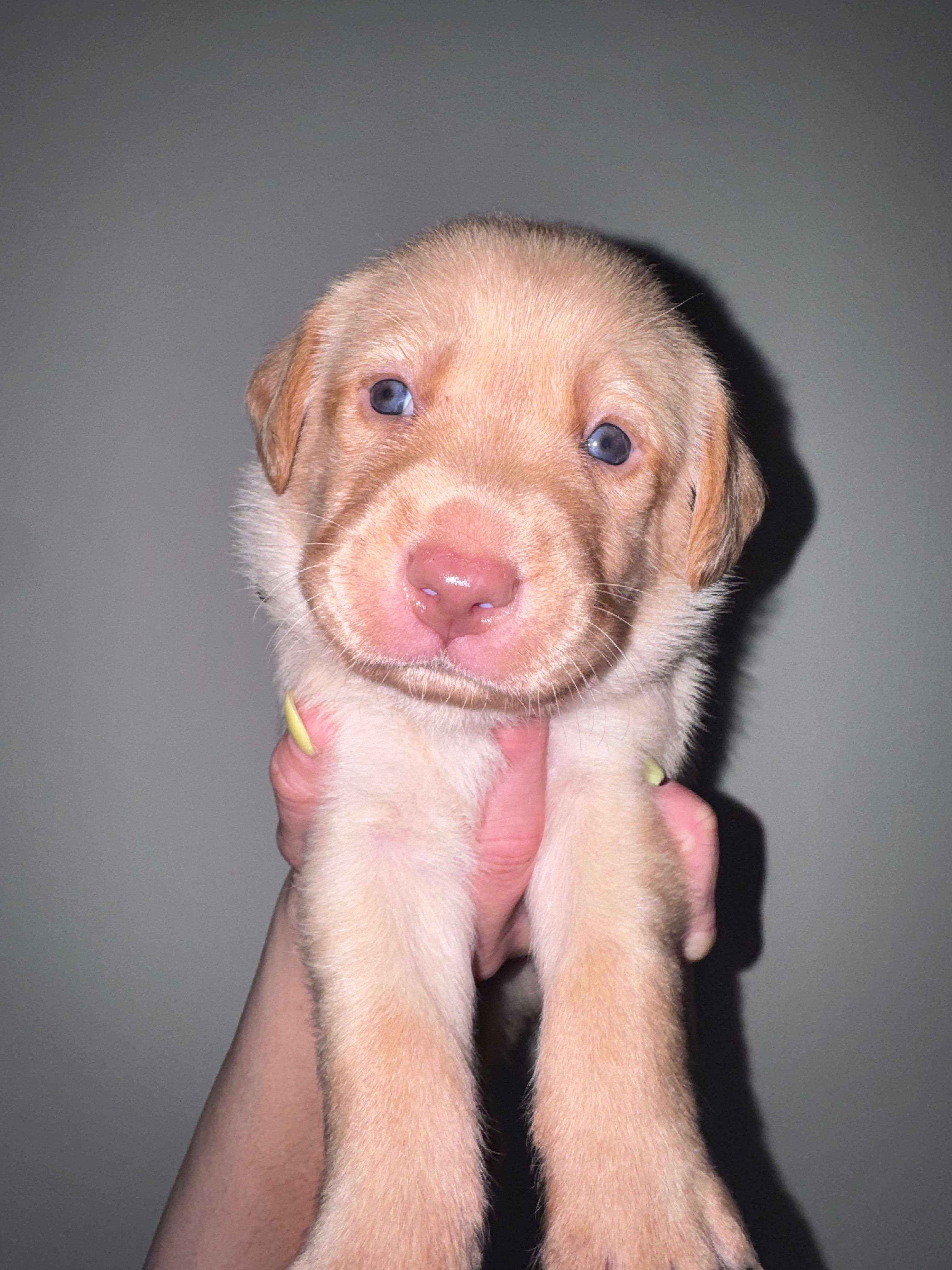 Green Collar – Labrador Retriever puppy for sale in Owensboro, KY