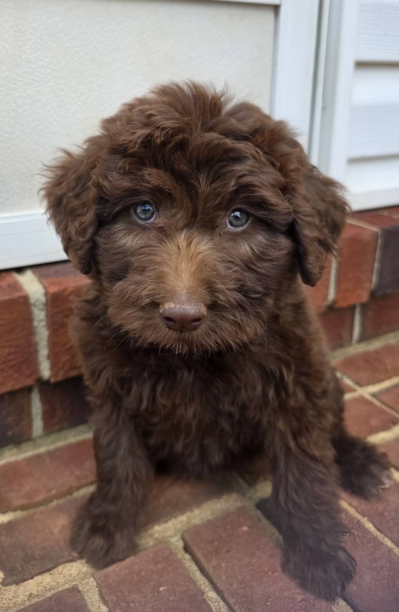Pink – Aussiedoodle puppy for sale in Lyman, SC