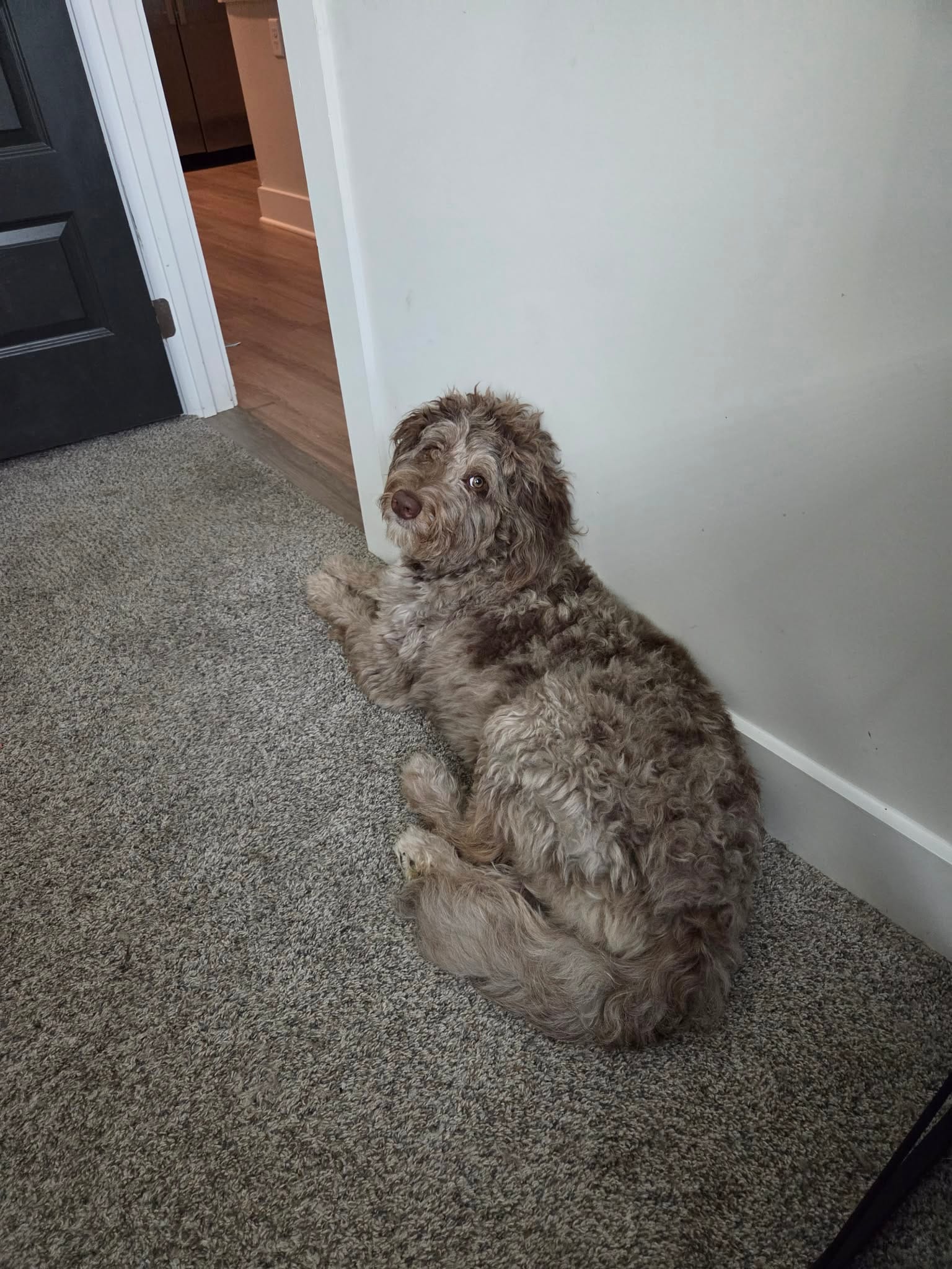 Hazel – Aussiedoodle puppy for sale in Lyman, SC