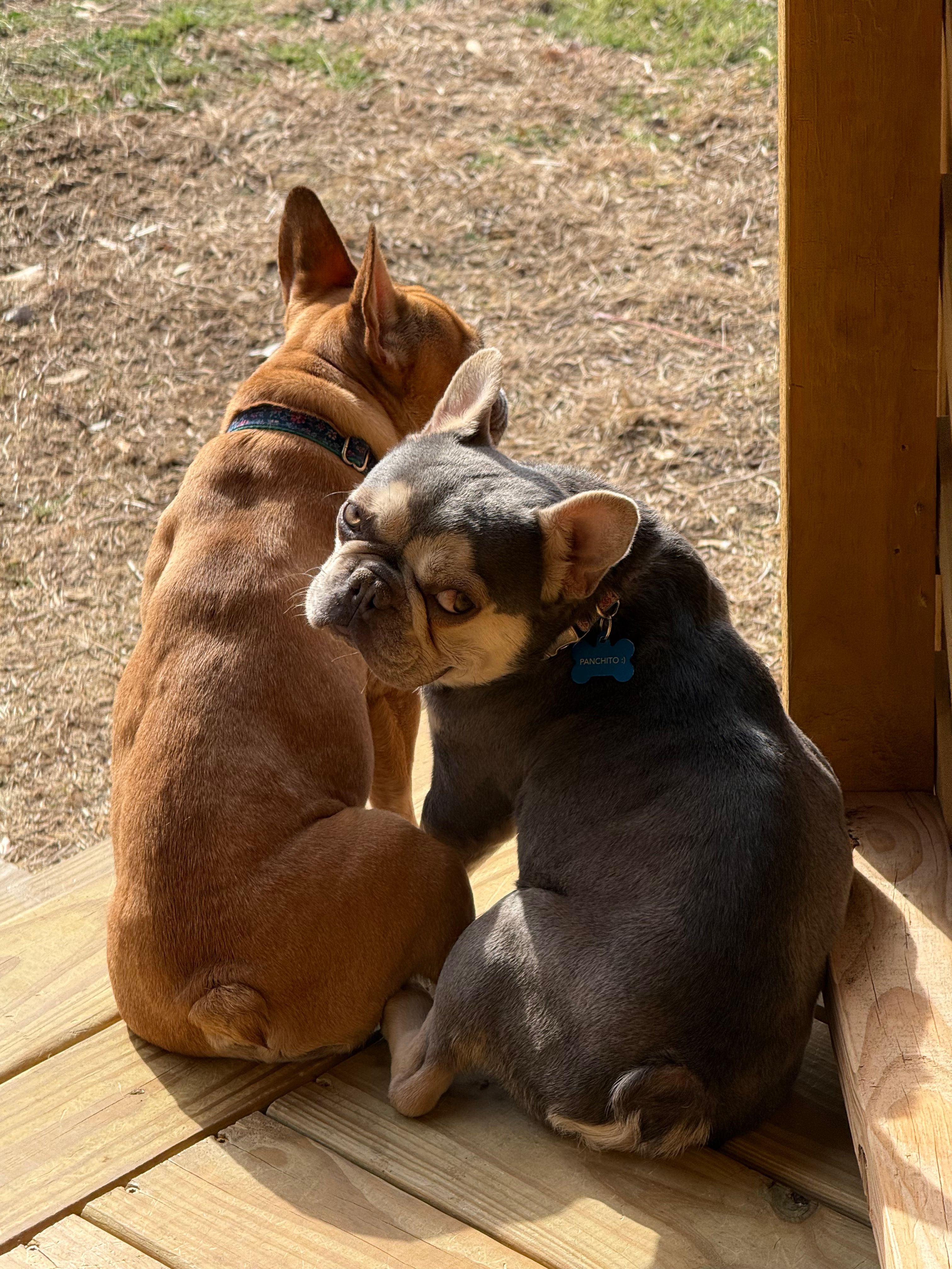 Pancho – French Bulldog puppy for sale in Austin, TX