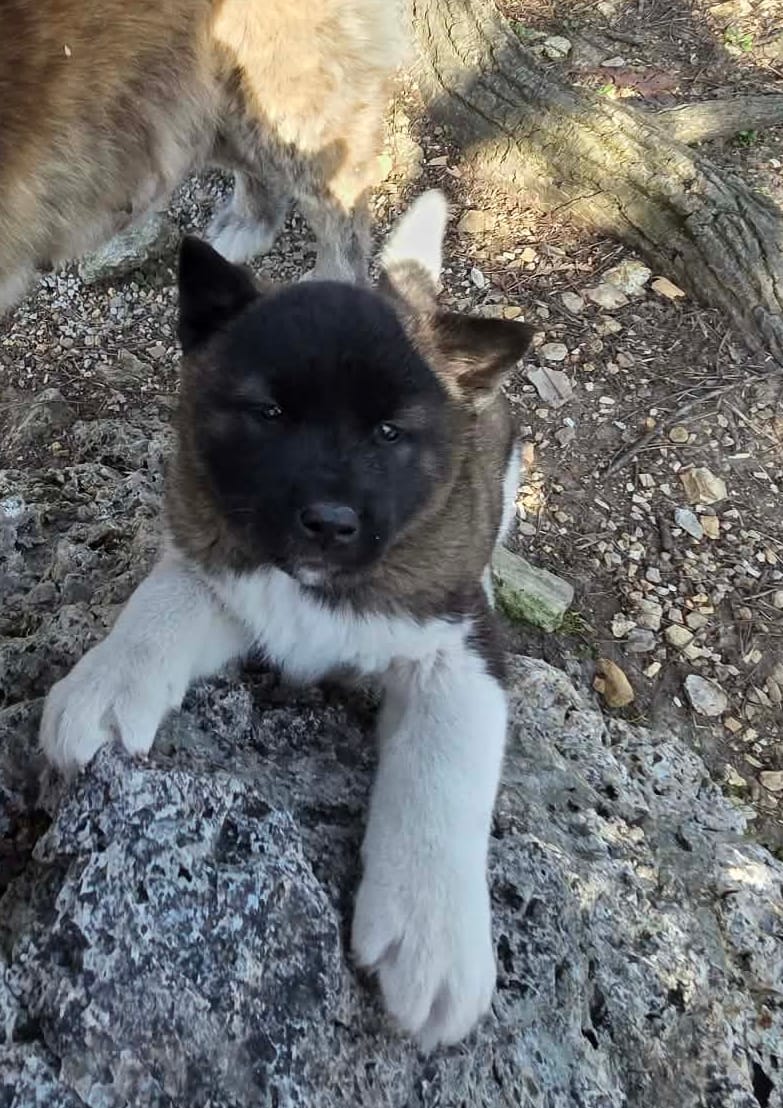 Ellie's Girl – Akita puppy for sale in Mansfield, MO