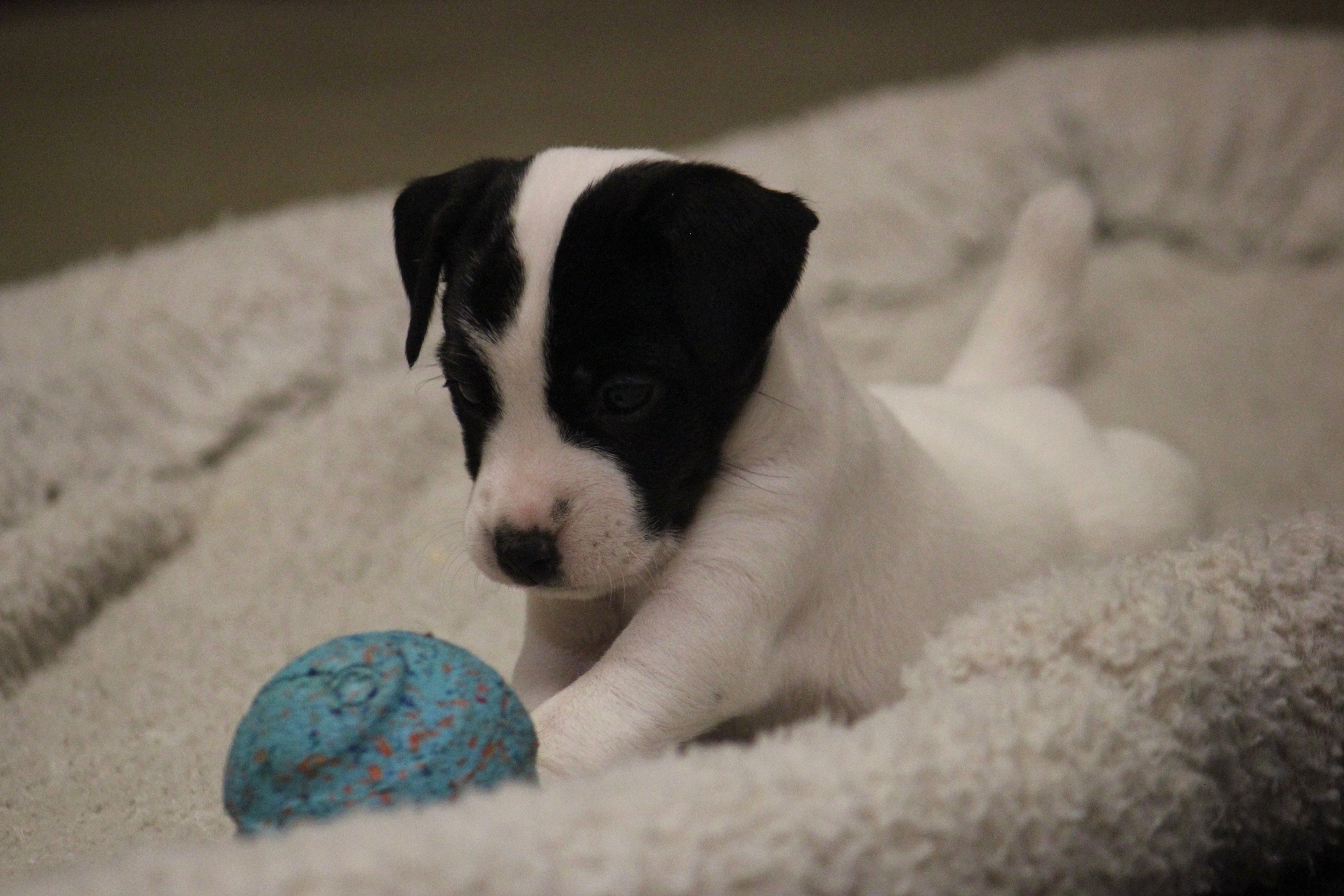 Iden Rye Dill – Jack Russell Terrier puppy for sale in Raymond, MN
