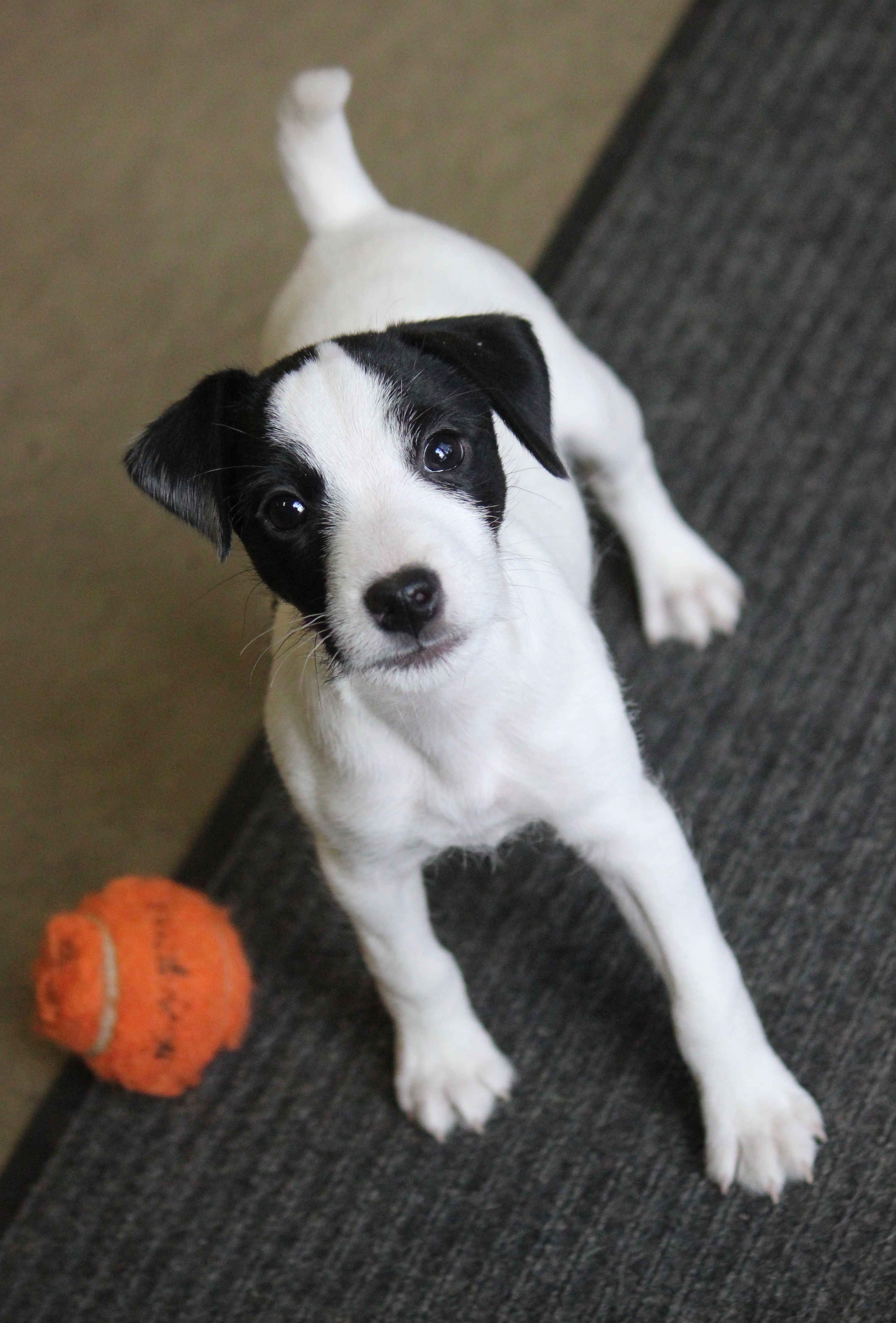Javan – Jack Russell Terrier puppy for sale in Raymond, MN