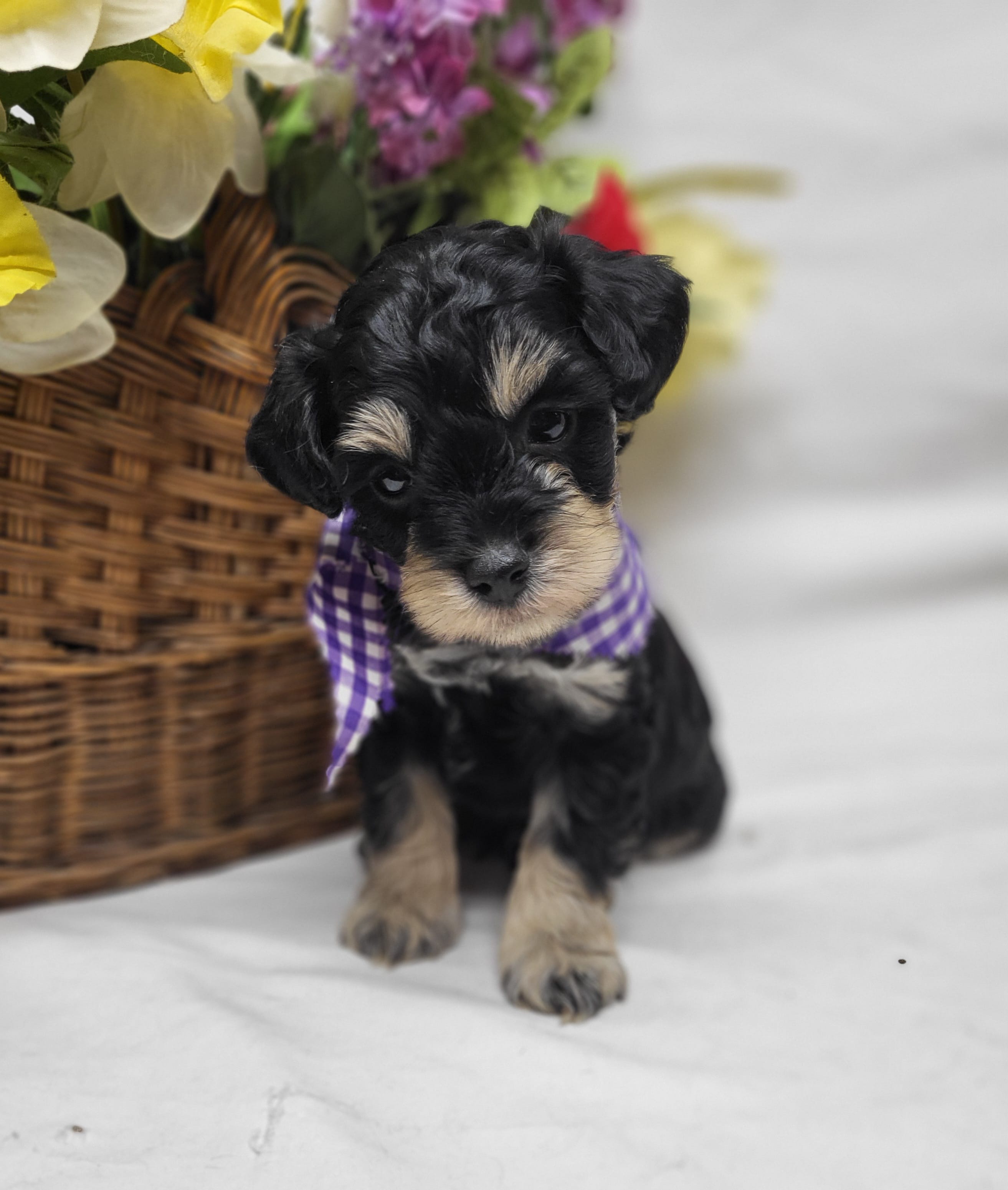 Dash – Schnoodle puppy for sale in Bolivar, MO