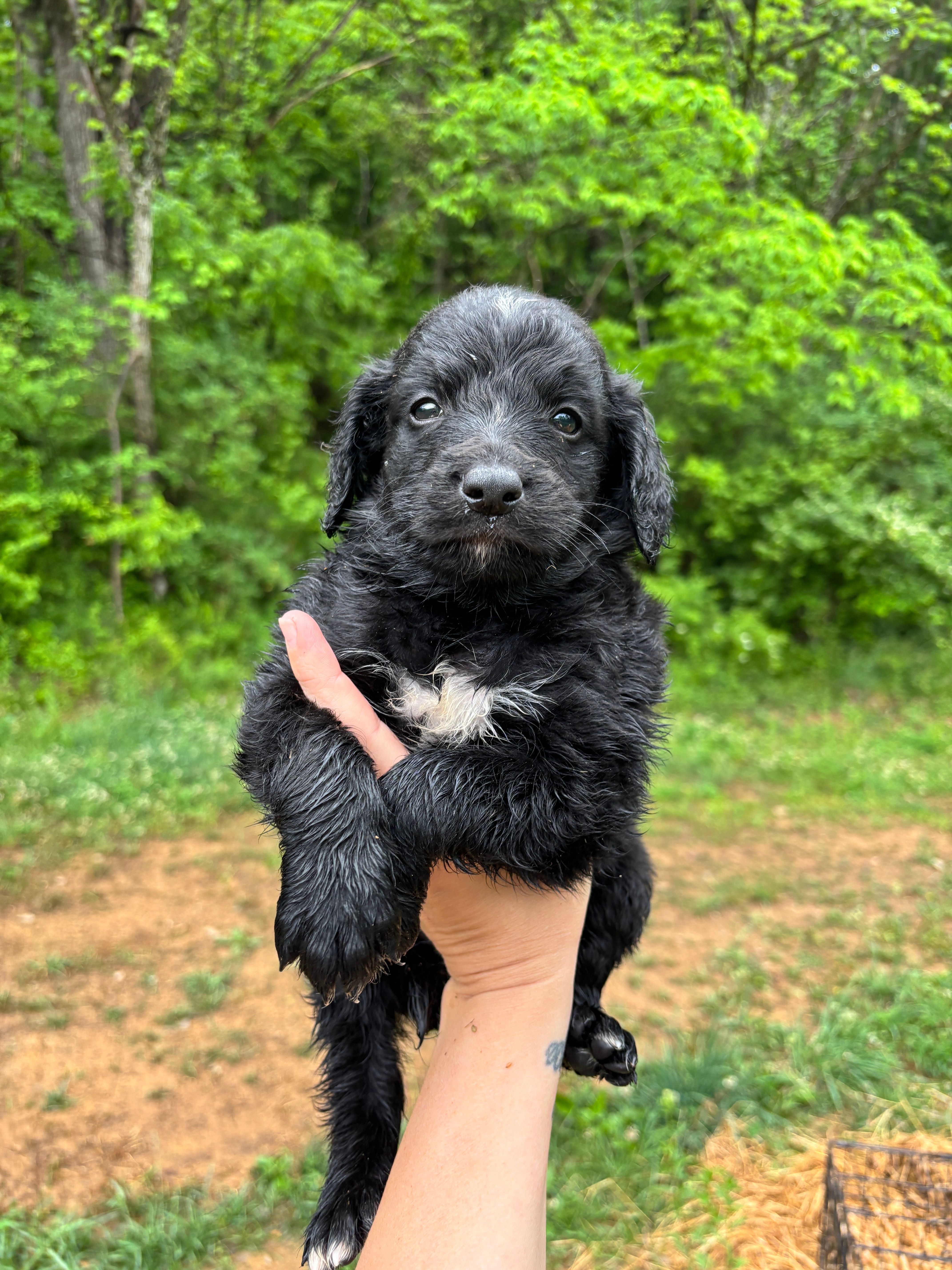 Green – Bernedoodle puppy for sale in Bluefield, VA