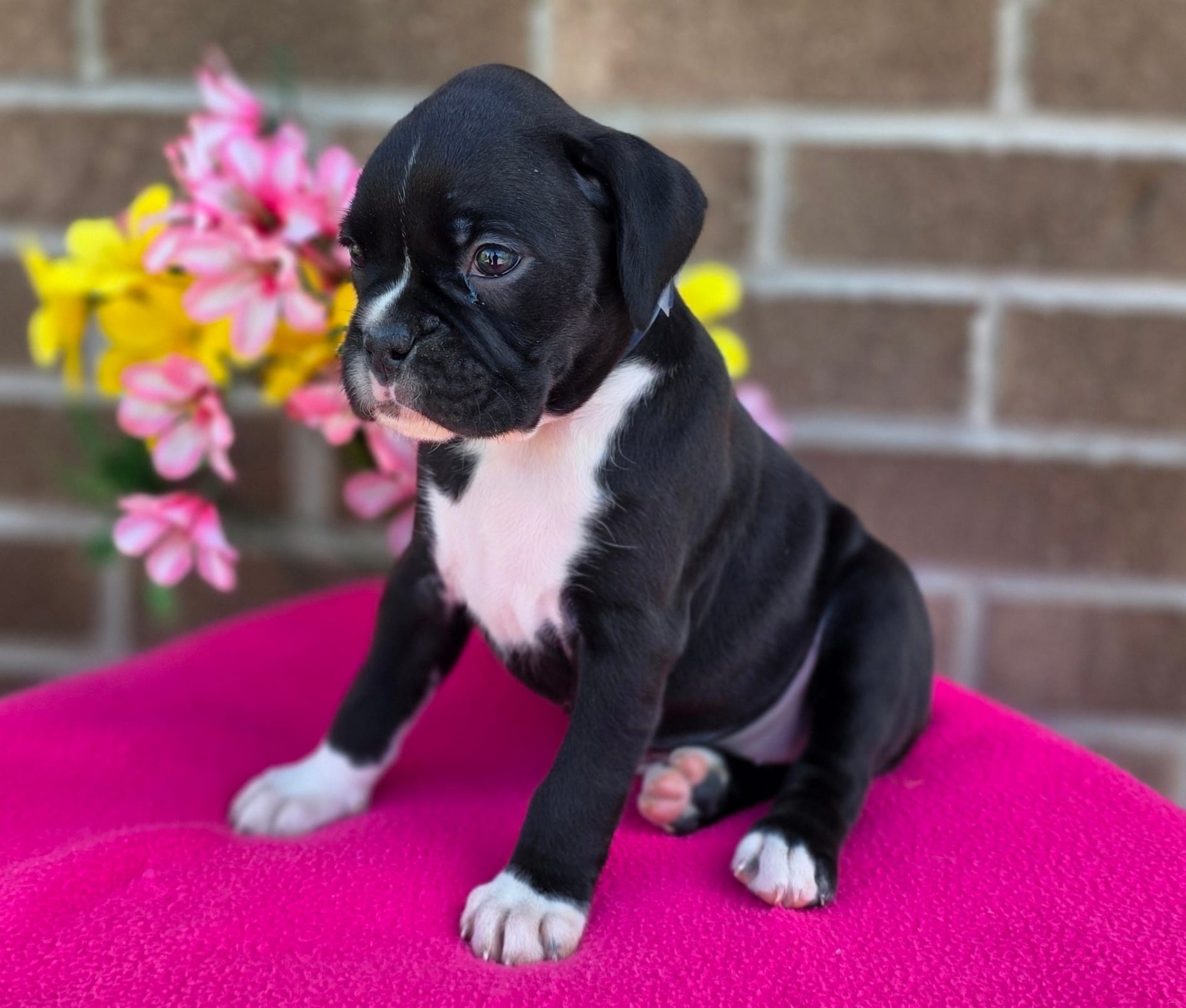 Sally – Boxer puppy for sale in Grabill, IN