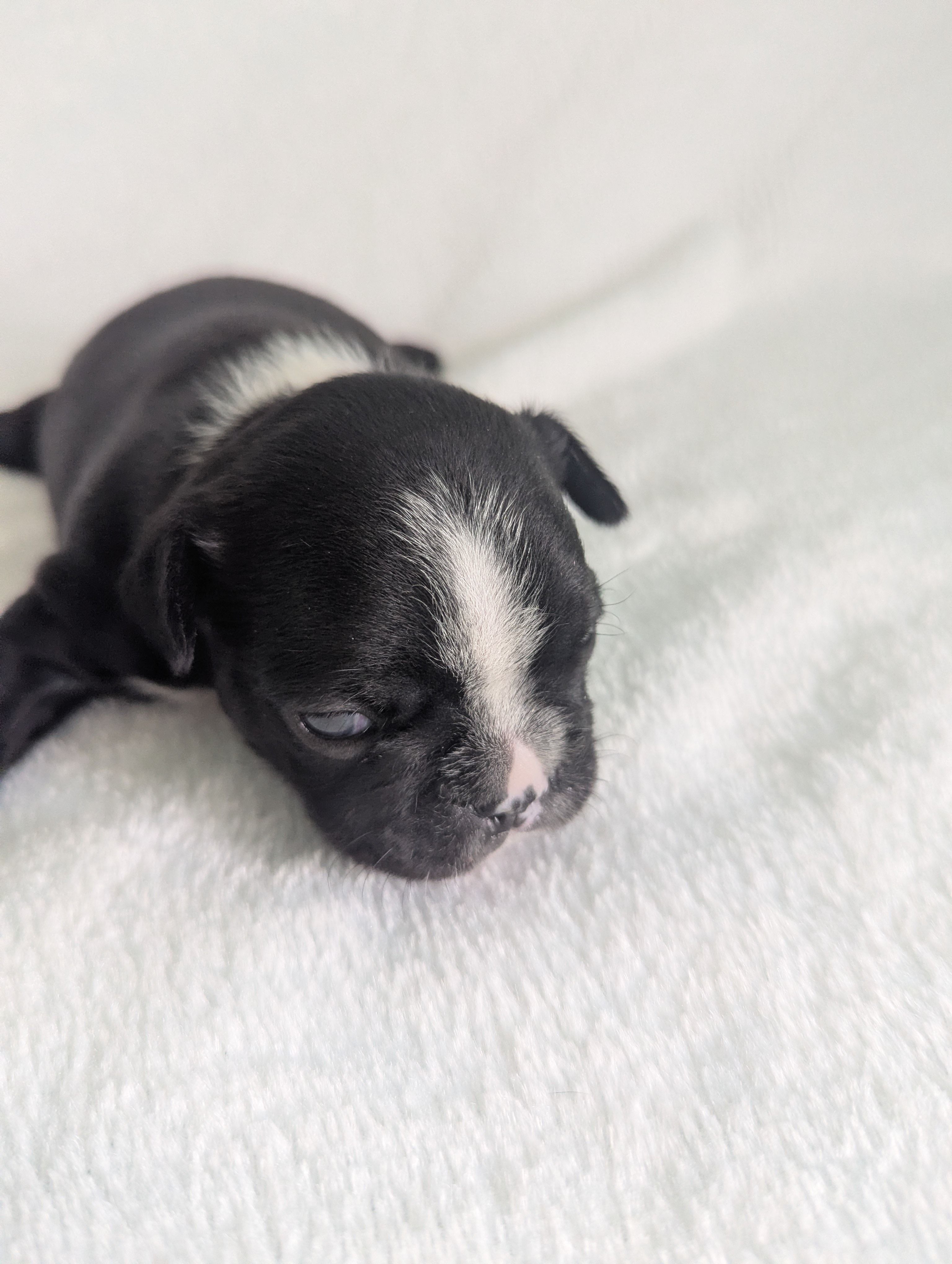 Richie  – Boston Terrier, French Bulldog puppy for sale in Windom, TX