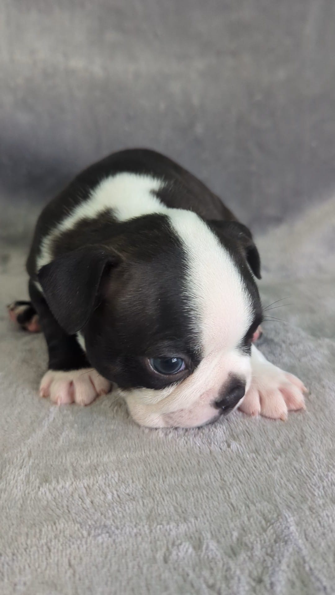 Lover Boy – Boston Terrier puppy for sale in Windom, TX
