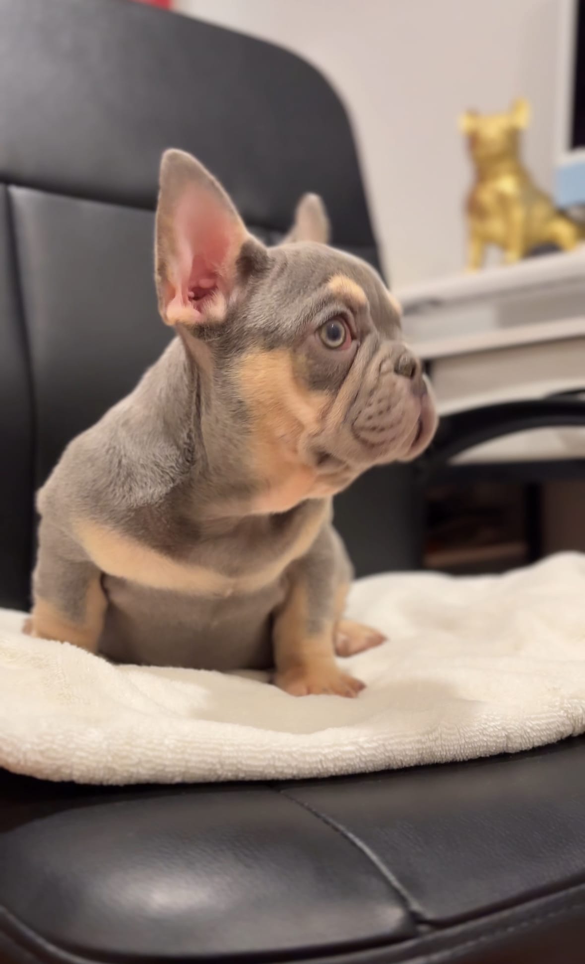 Lilac Boy – French Bulldog puppy for sale in Danbury, CT