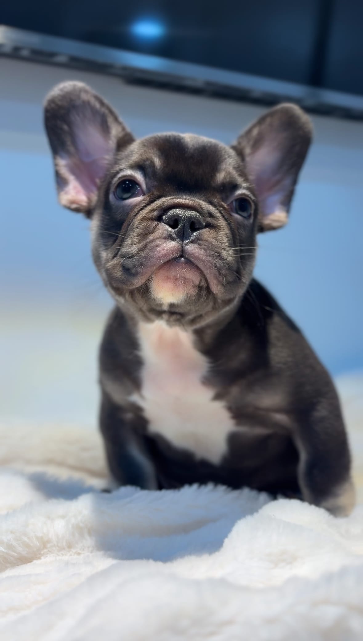 Choco – French Bulldog puppy for sale in Danbury, CT