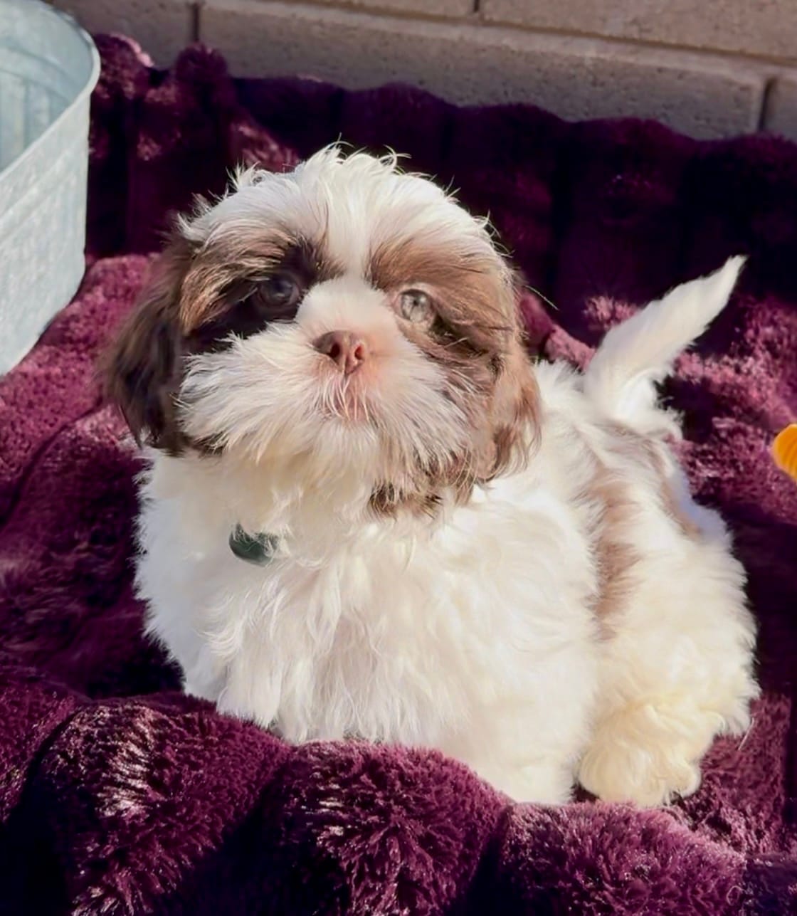 Pepie – Shih Tzu puppy for sale in Buckeye, AZ
