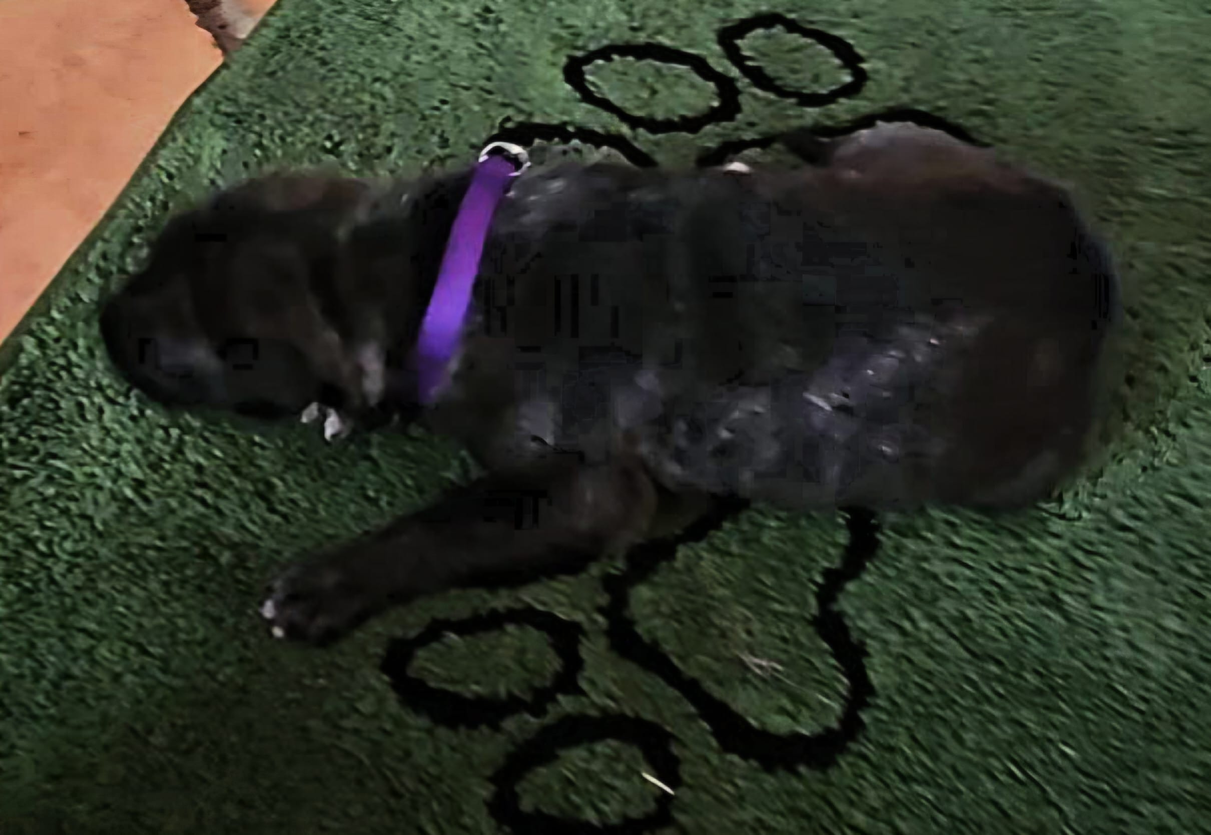 Purple collar – Irish Wolfhound puppy for sale in Mathis, TX
