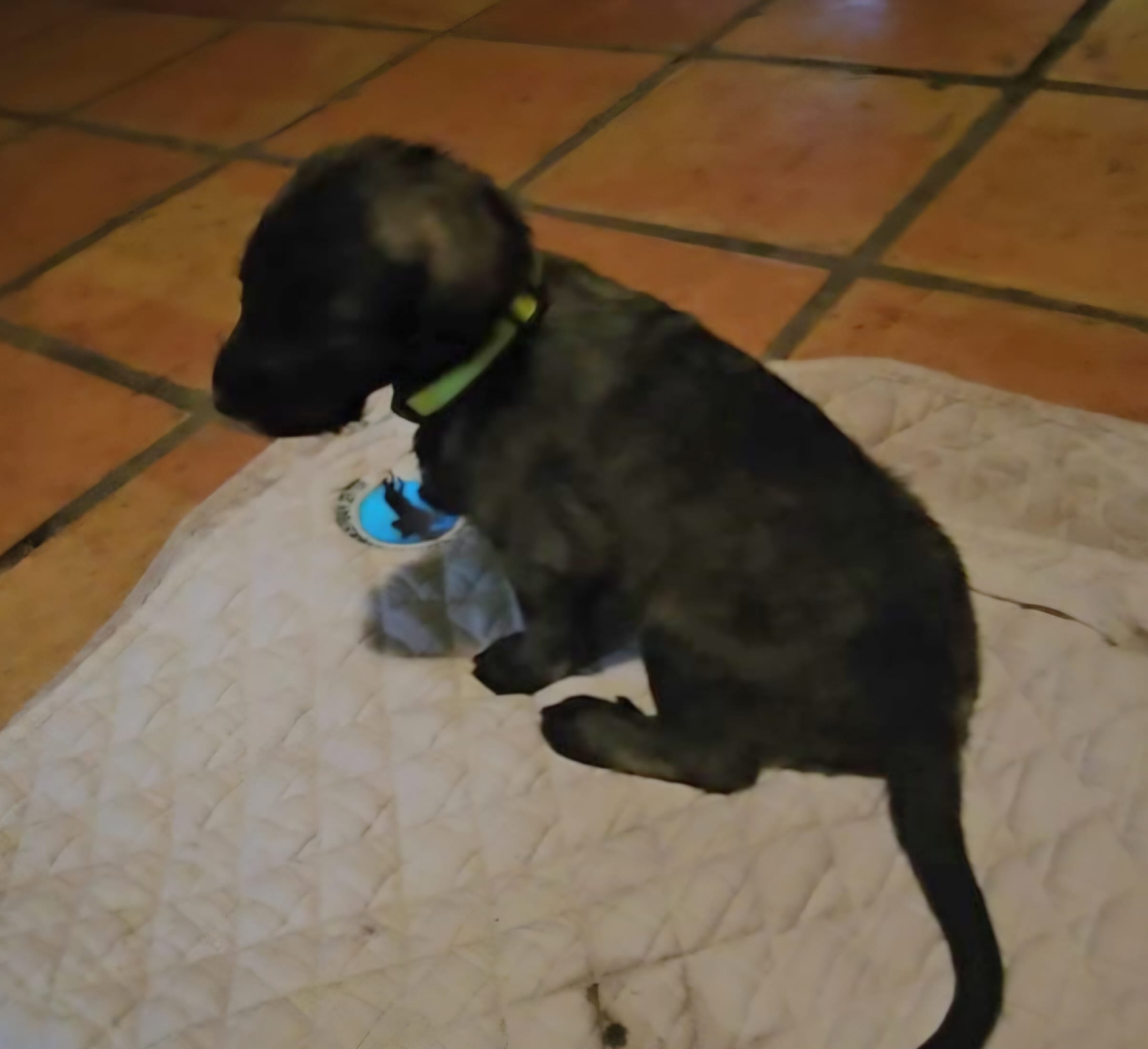 Irish Wolfhound green  – Irish Wolfhound puppy for sale in Mathis, TX