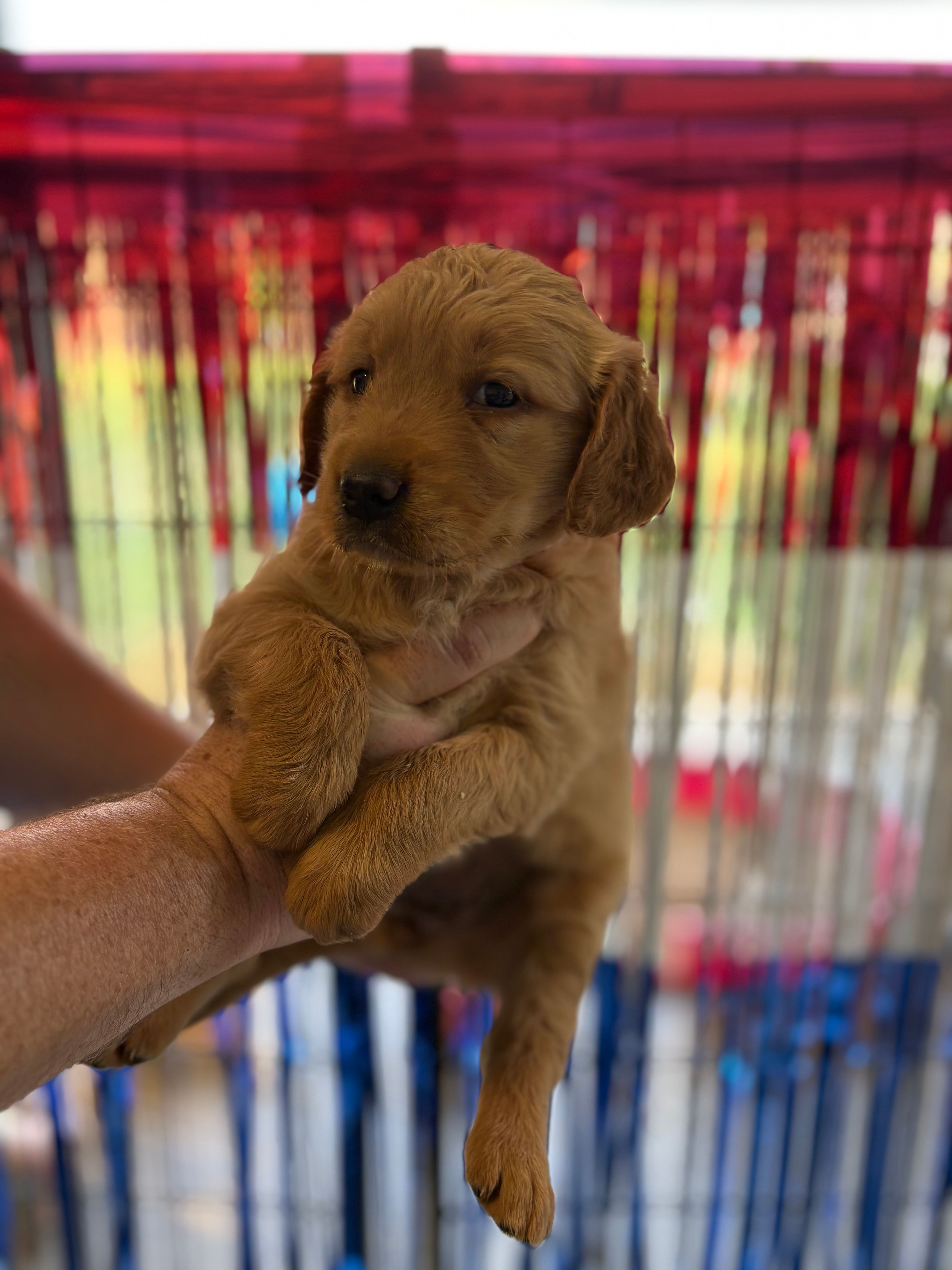 Pink Collar – Golden Retriever puppy for sale in Roseboro, NC