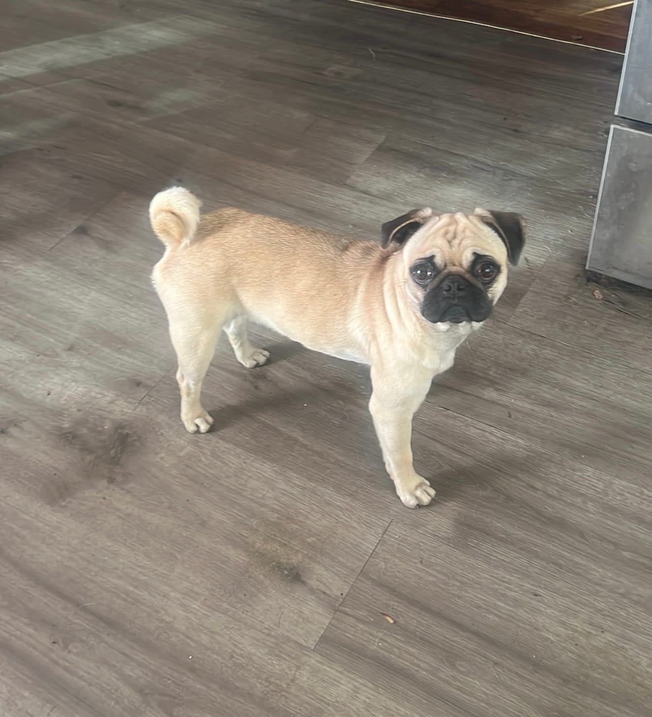 Chanel – Pug puppy for sale in Dallas, TX