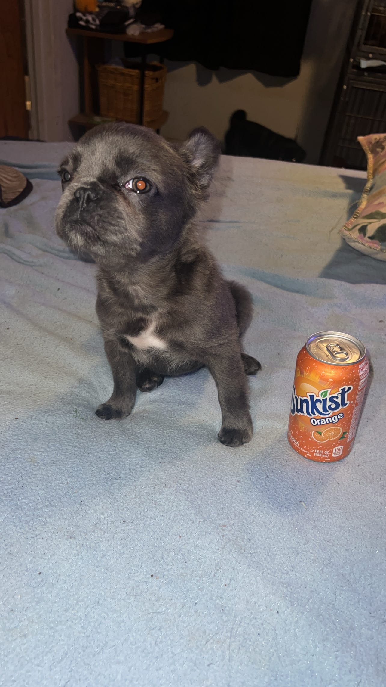 Gracie – French Bulldog puppy for sale in Dallas, TX