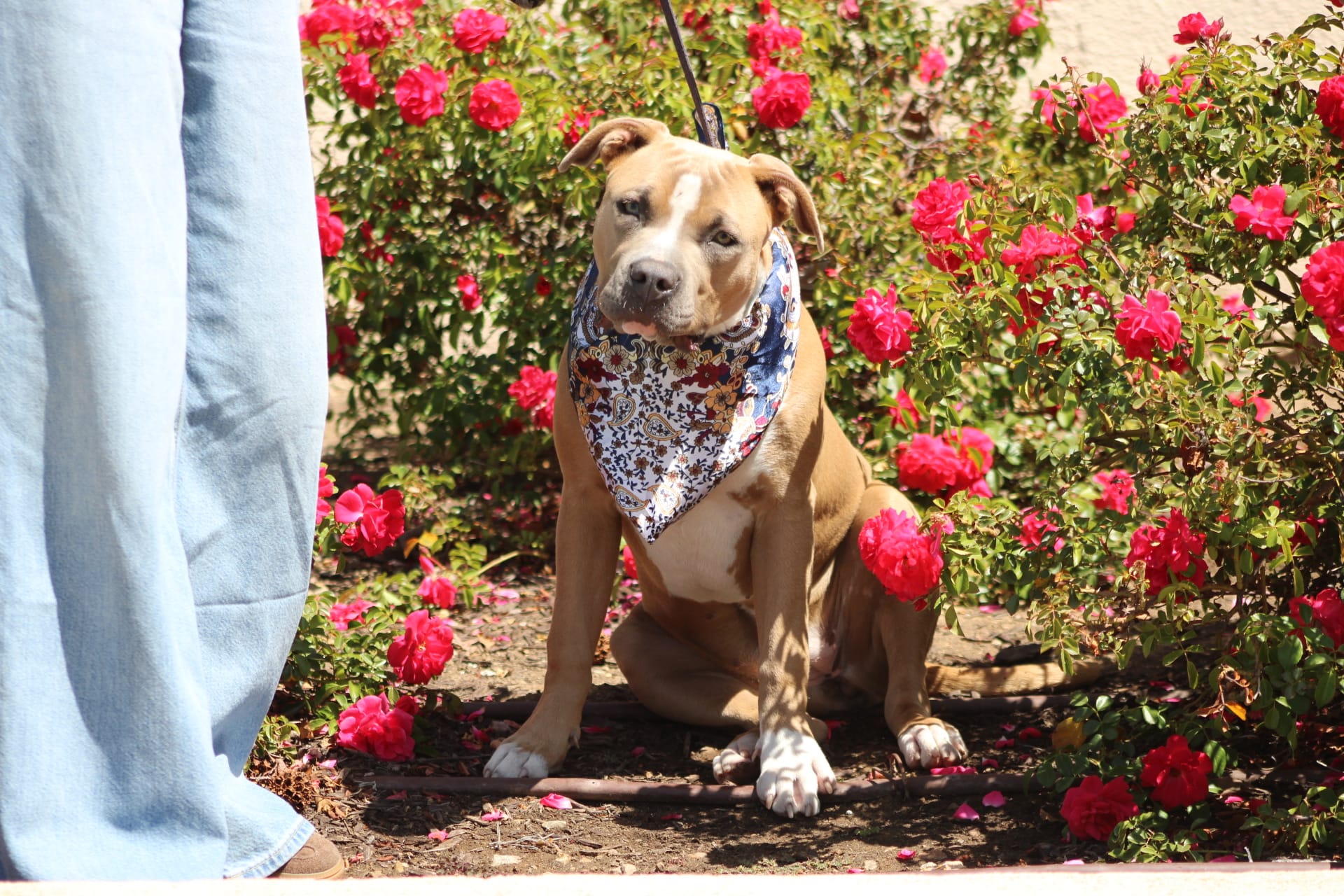 Sweetie  – American Bully puppy for sale in Rancho Cucamonga, CA