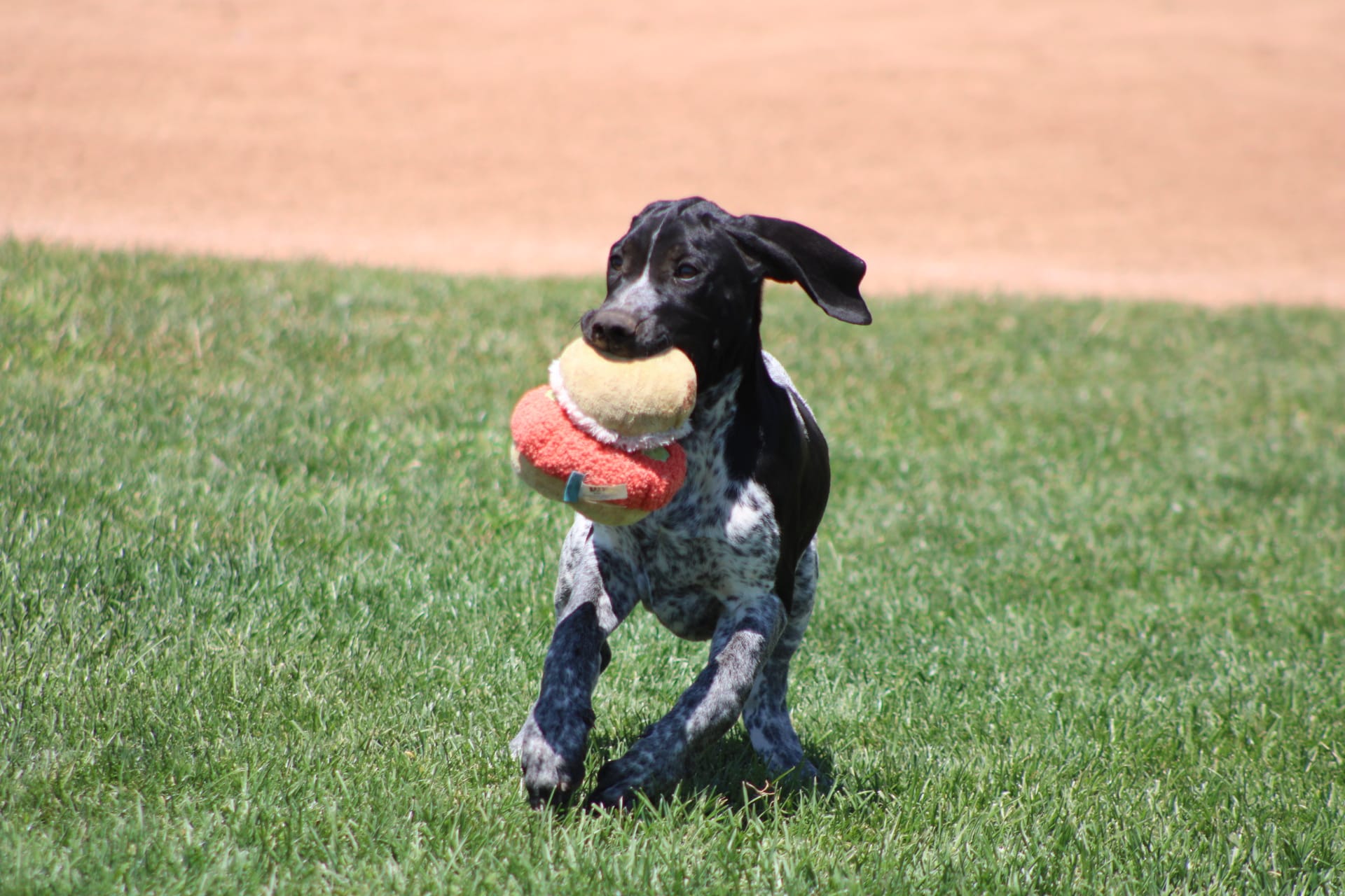 Jax – German Shorthaired Pointer puppy for sale in Rancho Cucamonga, CA