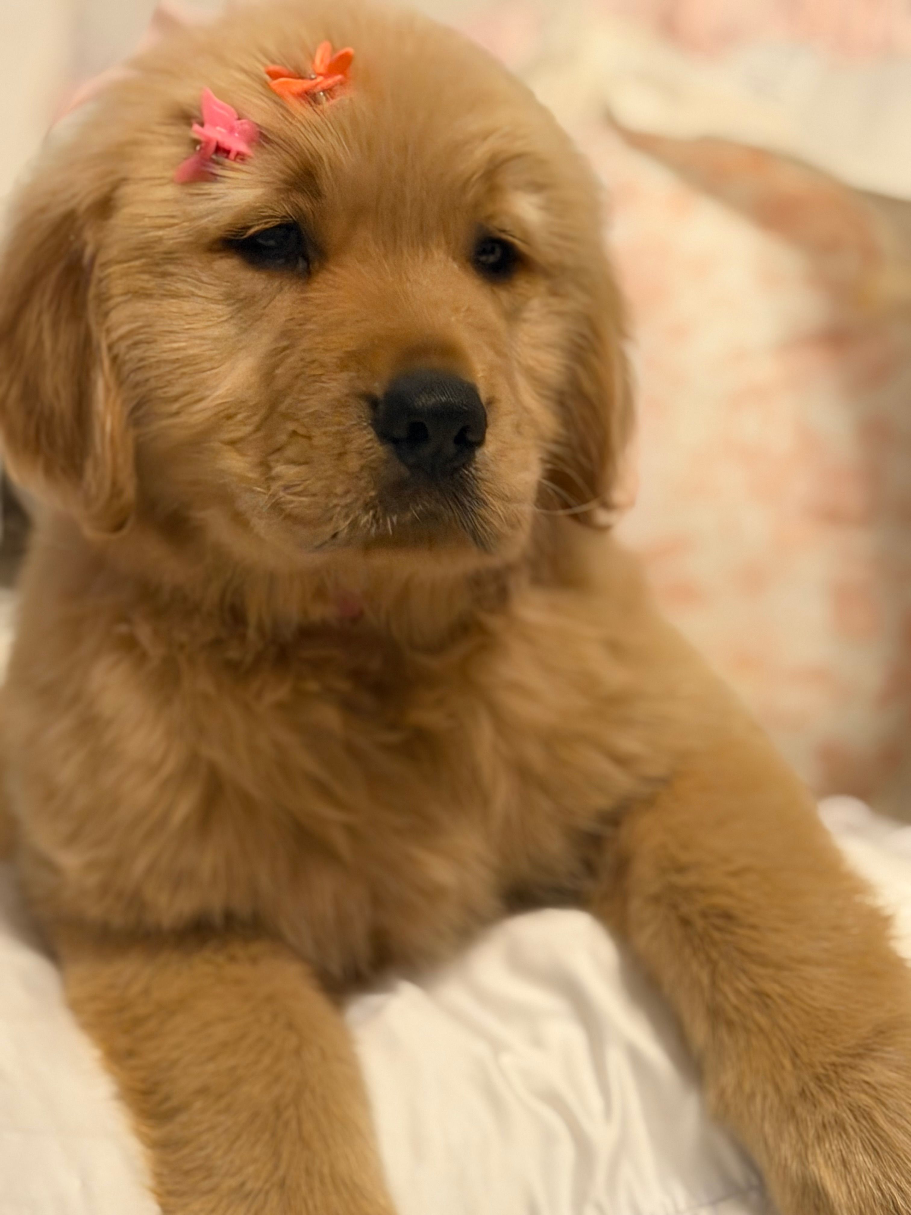 Pink girl  – Golden Retriever puppy for sale in Fort Myers, FL