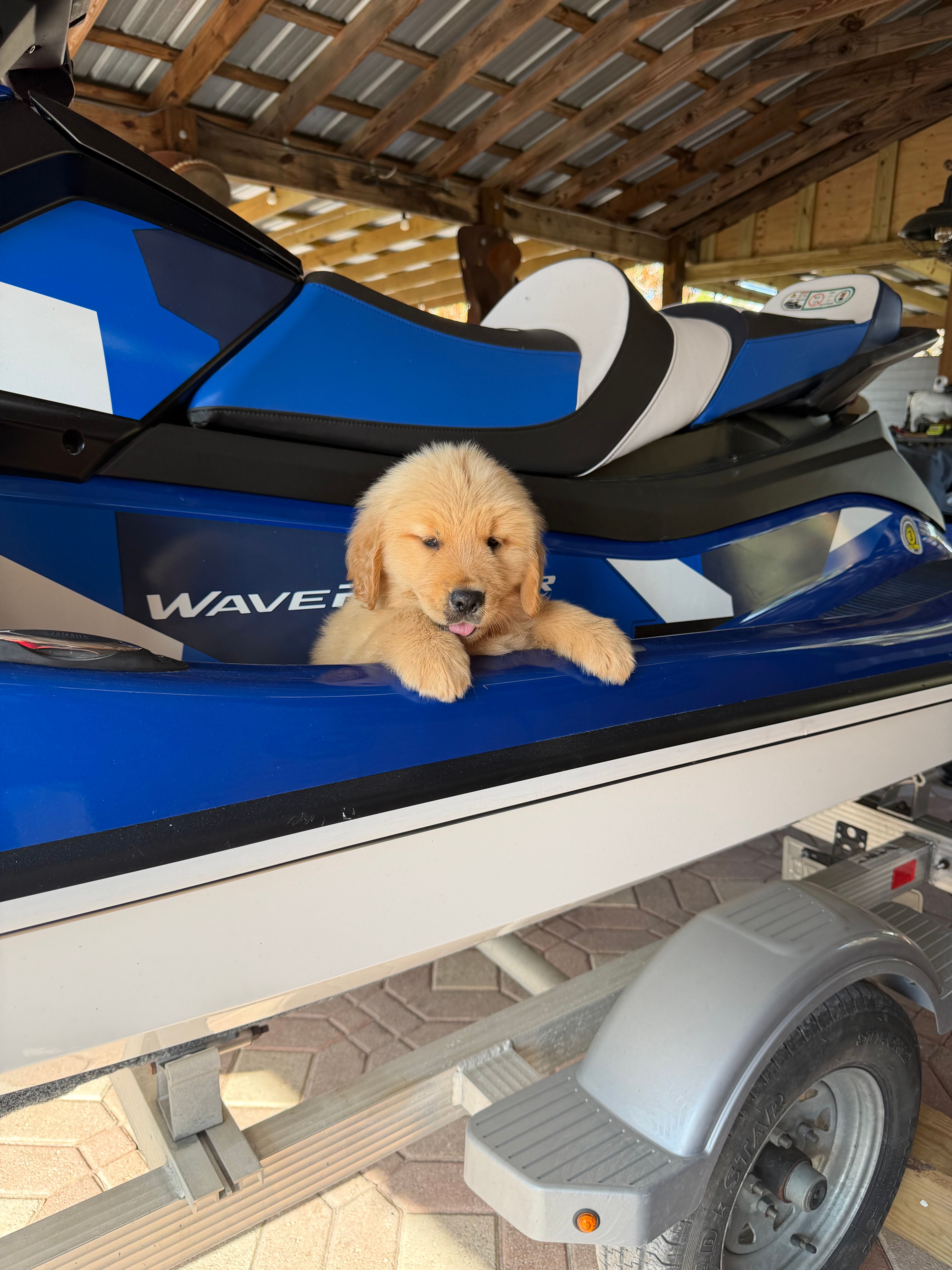 Blue boy  – Golden Retriever puppy for sale in Fort Myers, FL